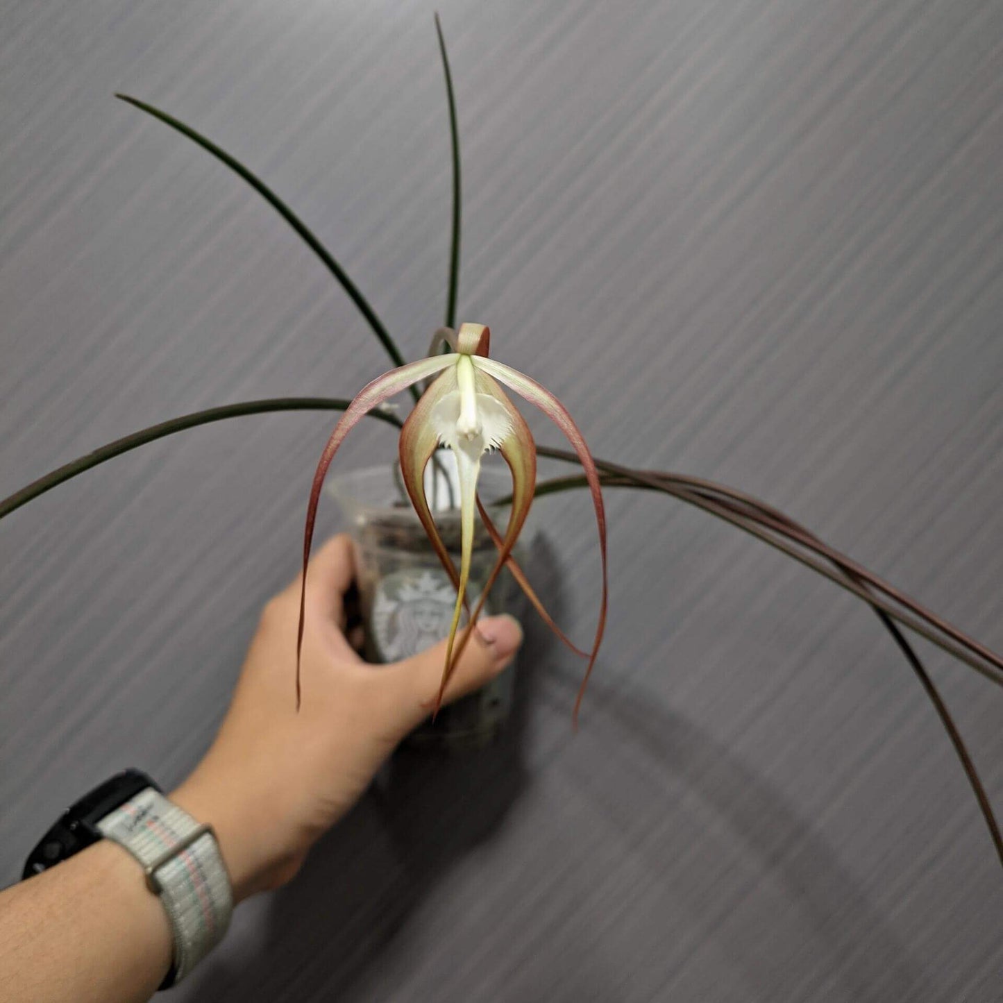 Brassavola cucullata is a medium-sized epiphytic orchid with slender, cylindrical stems and a single apical leaf. It produces spidery, pale flowers that may be white to creamy and sometimes take on a slight reddish tint after cold exposure. The flowers are noted for a nocturnal fragrance that can be musty or soapy, typical of moth-pollinated orchids.