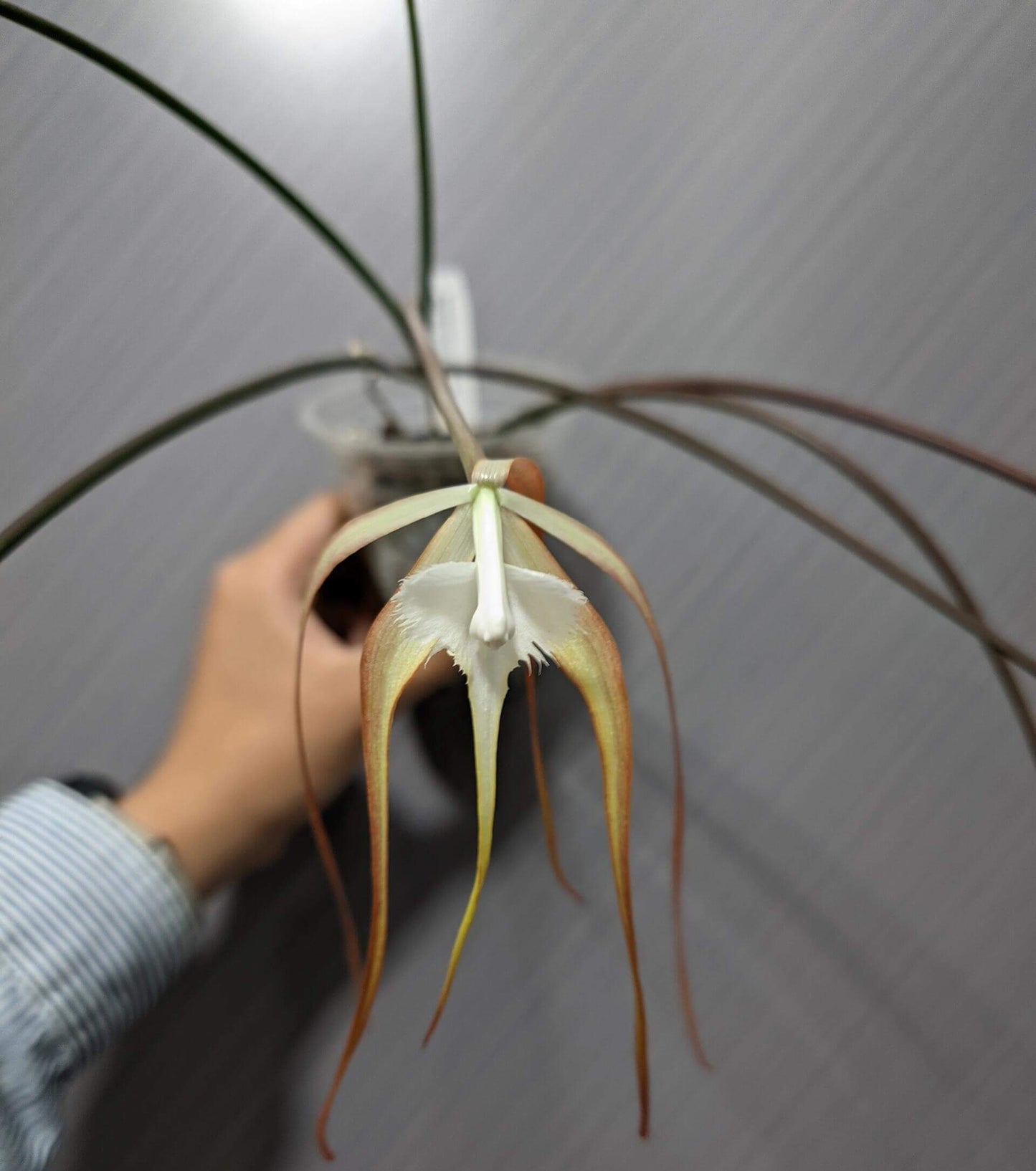 Brassavola cucullata is a medium-sized epiphytic orchid with slender, cylindrical stems and a single apical leaf. It produces spidery, pale flowers that may be white to creamy and sometimes take on a slight reddish tint after cold exposure. The flowers are noted for a nocturnal fragrance that can be musty or soapy, typical of moth-pollinated orchids.