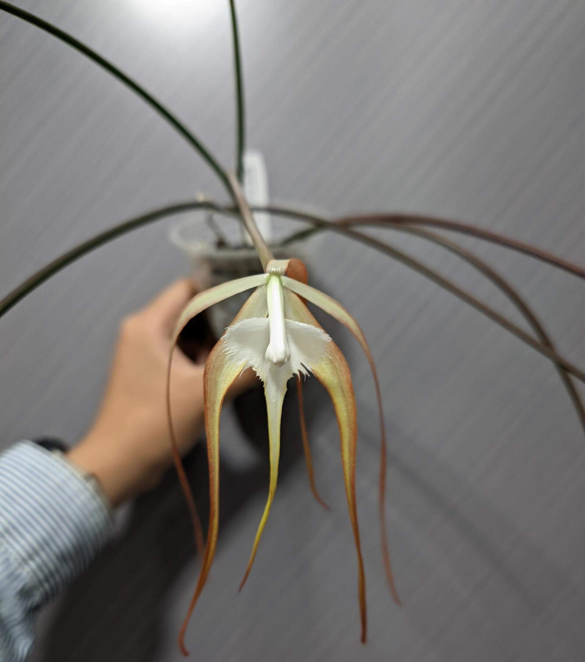 Brassavola cucullata is a medium-sized epiphytic orchid with slender, cylindrical stems and a single apical leaf. It produces spidery, pale flowers that may be white to creamy and sometimes take on a slight reddish tint after cold exposure. The flowers are noted for a nocturnal fragrance that can be musty or soapy, typical of moth-pollinated orchids.