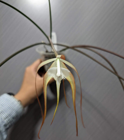 Brassavola cucullata is a medium-sized epiphytic orchid with slender, cylindrical stems and a single apical leaf. It produces spidery, pale flowers that may be white to creamy and sometimes take on a slight reddish tint after cold exposure. The flowers are noted for a nocturnal fragrance that can be musty or soapy, typical of moth-pollinated orchids.