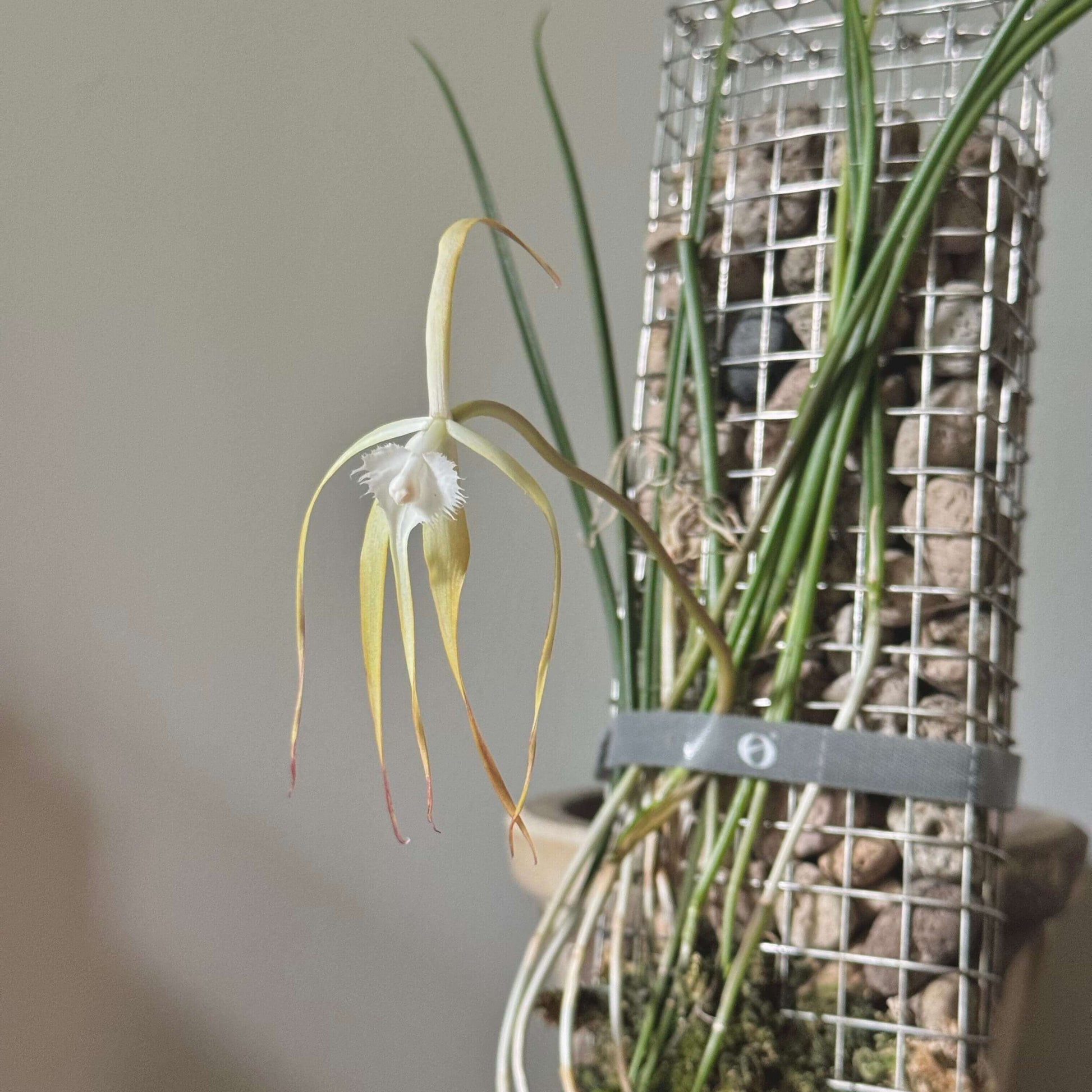 Brassavola cucullata is a medium-sized epiphytic orchid with slender, cylindrical stems and a single apical leaf. It produces spidery, pale flowers that may be white to creamy and sometimes take on a slight reddish tint after cold exposure. The flowers are noted for a nocturnal fragrance that can be musty or soapy, typical of moth-pollinated orchids.