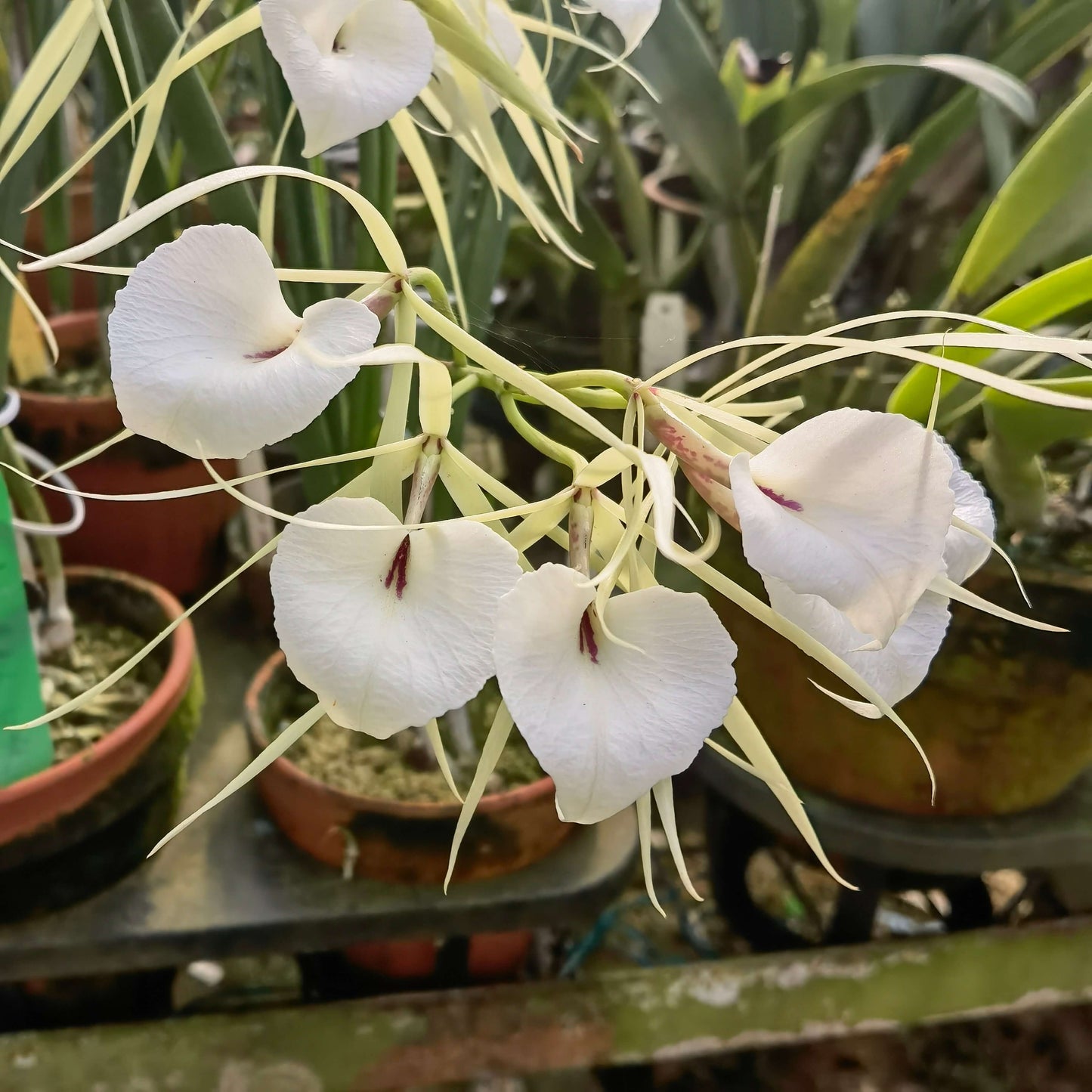 Brassavola nodosa ‘Red Throat’ is a captivating orchid featuring elegant, star-shaped creamy white flowers accented by a vivid red throat. Known as the “Lady of the Night,” this cultivar releases a sweet, enchanting fragrance in the evening, making it perfect for night gardens or indoor displays.