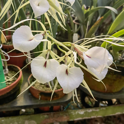 Brassavola nodosa ‘Red Throat’ is a captivating orchid featuring elegant, star-shaped creamy white flowers accented by a vivid red throat. Known as the “Lady of the Night,” this cultivar releases a sweet, enchanting fragrance in the evening, making it perfect for night gardens or indoor displays.
