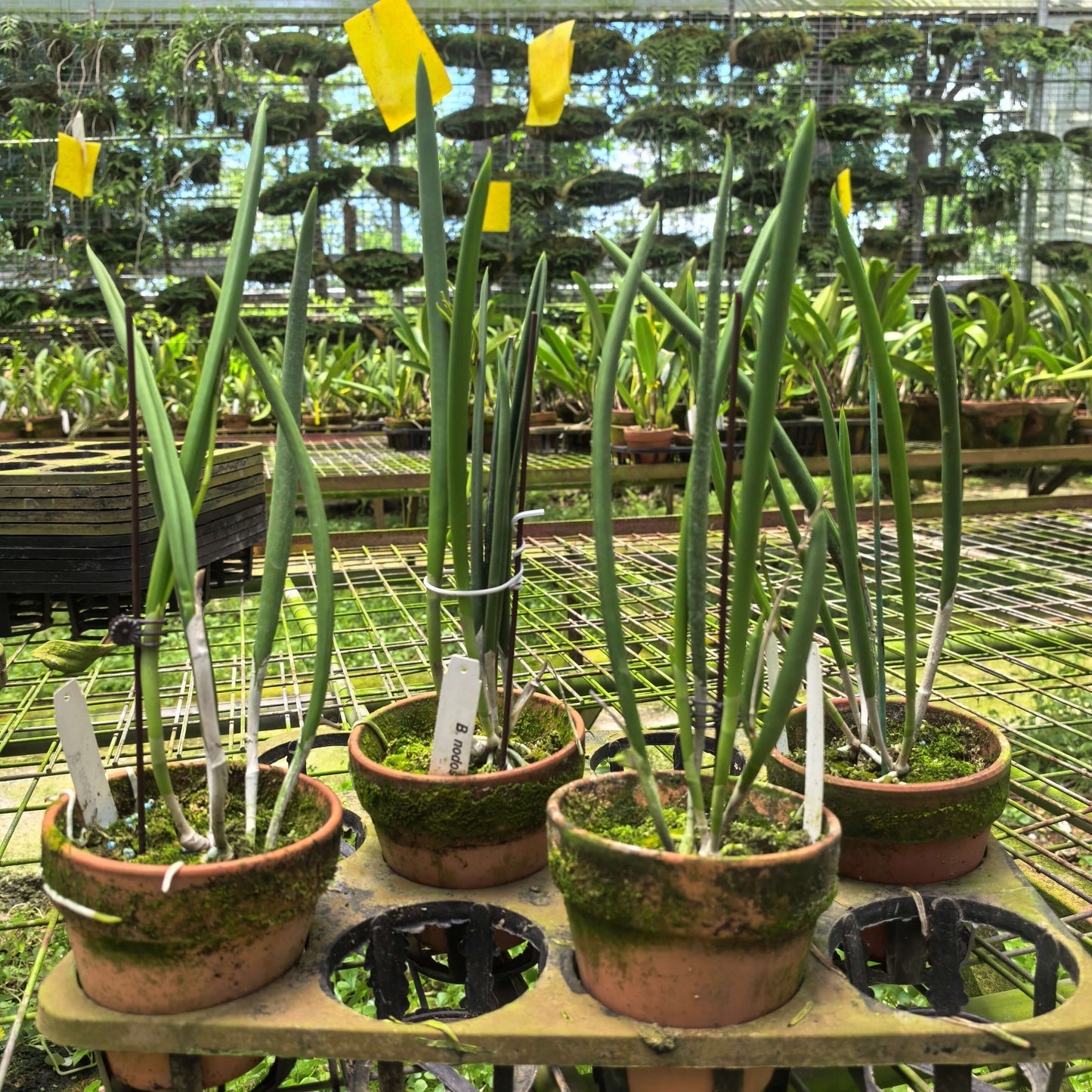 Brassavola nodosa ‘Red Throat’ is a captivating orchid featuring elegant, star-shaped creamy white flowers accented by a vivid red throat. Known as the “Lady of the Night,” this cultivar releases a sweet, enchanting fragrance in the evening, making it perfect for night gardens or indoor displays.