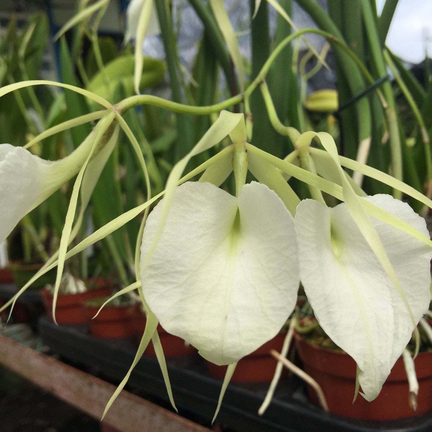 Brassavola nodosa ‘Whimsy’ FCC/AOS is a large-flowered, vigorous clone of the popular Lady of the Night orchid; Brassavola nodosa is a small to medium-sized epiphytic species known for its white to pale green flowers and extremely fragrant scent in the evening, which it uses to attract night-pollinating moths — hence the name “Lady of the Night,” and the plant has slender, cylindrical leaves with long, narrow sepals and petals and a larger, often heart-shaped lip.