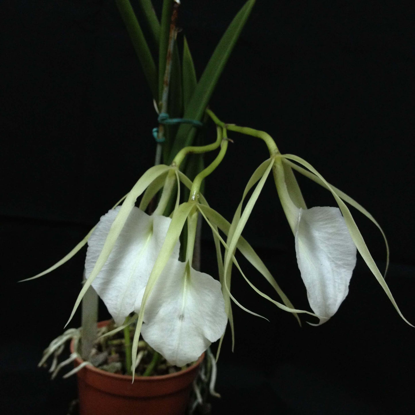 Brassavola nodosa ‘Whimsy’ FCC/AOS is a large-flowered, vigorous clone of the popular Lady of the Night orchid; Brassavola nodosa is a small to medium-sized epiphytic species known for its white to pale green flowers and extremely fragrant scent in the evening, which it uses to attract night-pollinating moths — hence the name “Lady of the Night,” and the plant has slender, cylindrical leaves with long, narrow sepals and petals and a larger, often heart-shaped lip.