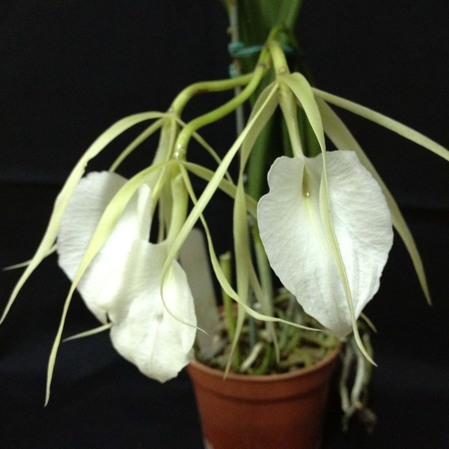 Brassavola nodosa ‘Whimsy’ FCC/AOS is a large-flowered, vigorous clone of the popular Lady of the Night orchid; Brassavola nodosa is a small to medium-sized epiphytic species known for its white to pale green flowers and extremely fragrant scent in the evening, which it uses to attract night-pollinating moths — hence the name “Lady of the Night,” and the plant has slender, cylindrical leaves with long, narrow sepals and petals and a larger, often heart-shaped lip.