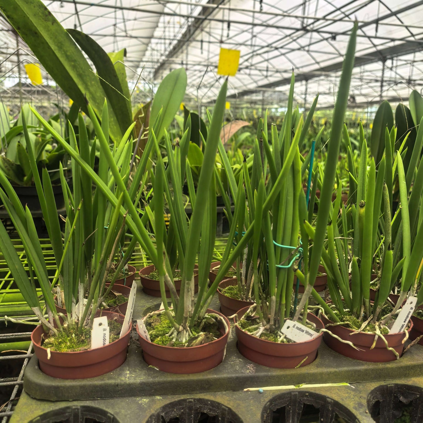 Brassavola nodosa ‘Whimsy’ FCC/AOS is a large-flowered, vigorous clone of the popular Lady of the Night orchid; Brassavola nodosa is a small to medium-sized epiphytic species known for its white to pale green flowers and extremely fragrant scent in the evening, which it uses to attract night-pollinating moths — hence the name “Lady of the Night,” and the plant has slender, cylindrical leaves with long, narrow sepals and petals and a larger, often heart-shaped lip.
