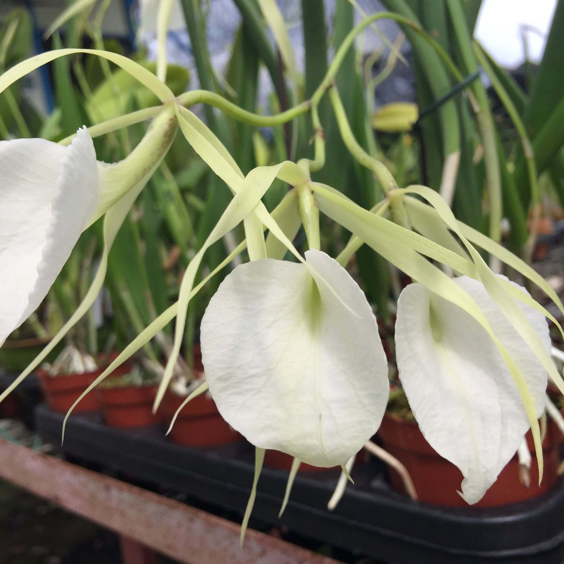 Brassavola nodosa ‘Whimsy’ FCC/AOS is a large-flowered, vigorous clone of the popular Lady of the Night orchid; Brassavola nodosa is a small to medium-sized epiphytic species known for its white to pale green flowers and extremely fragrant scent in the evening, which it uses to attract night-pollinating moths — hence the name “Lady of the Night,” and the plant has slender, cylindrical leaves with long, narrow sepals and petals and a larger, often heart-shaped lip.