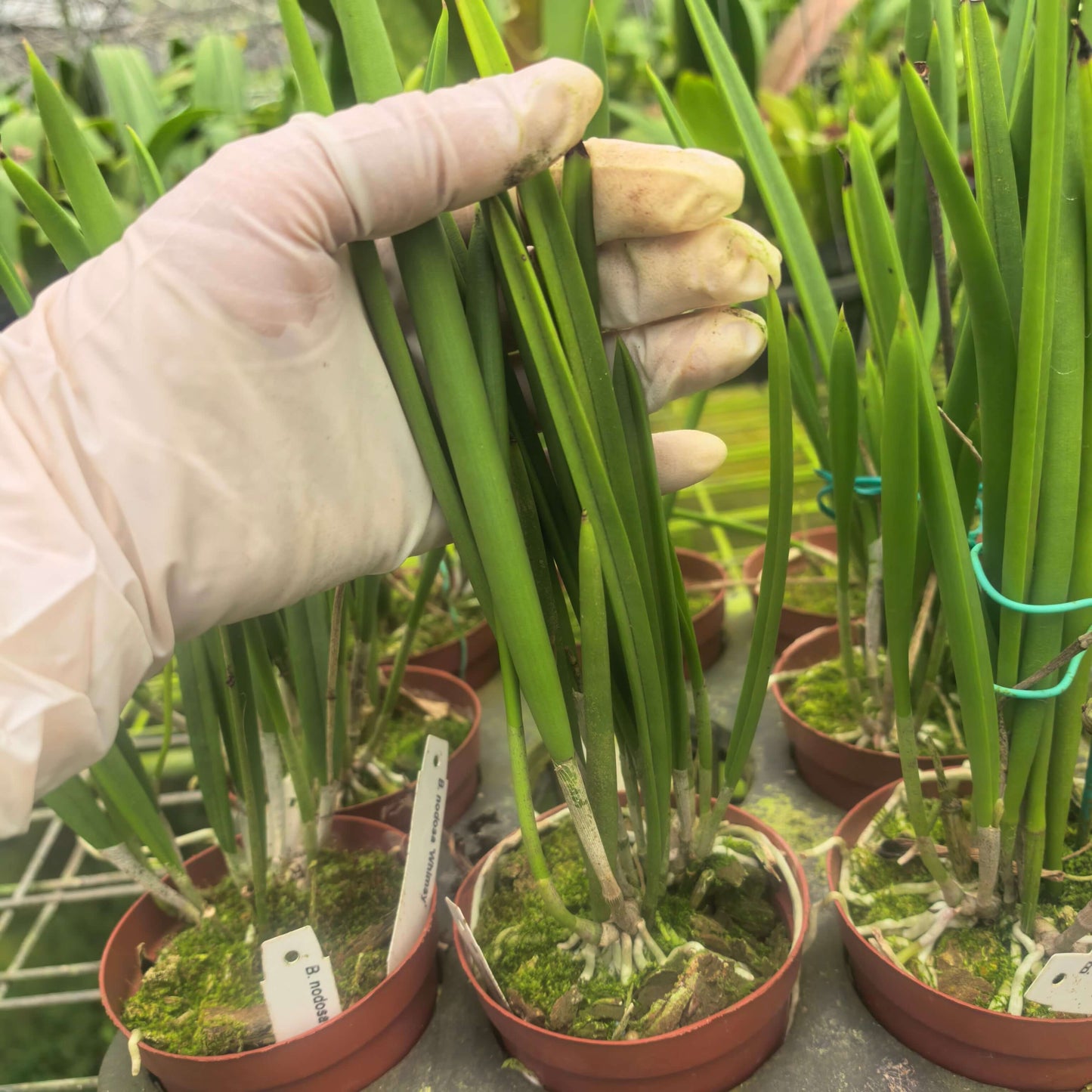 Brassavola nodosa ‘Whimsy’ FCC/AOS is a large-flowered, vigorous clone of the popular Lady of the Night orchid; Brassavola nodosa is a small to medium-sized epiphytic species known for its white to pale green flowers and extremely fragrant scent in the evening, which it uses to attract night-pollinating moths — hence the name “Lady of the Night,” and the plant has slender, cylindrical leaves with long, narrow sepals and petals and a larger, often heart-shaped lip.