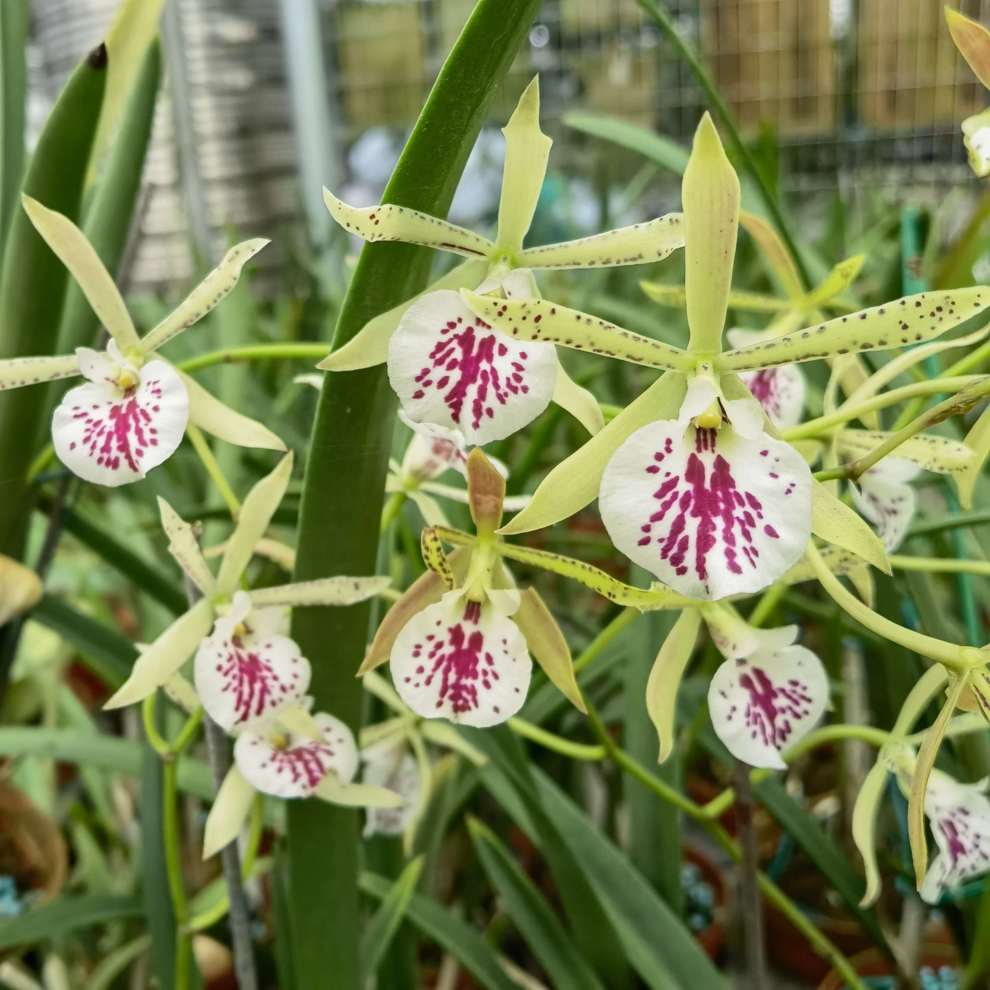 Brassavola nodosa × Gomesa (Kyoguchi × aromatica)