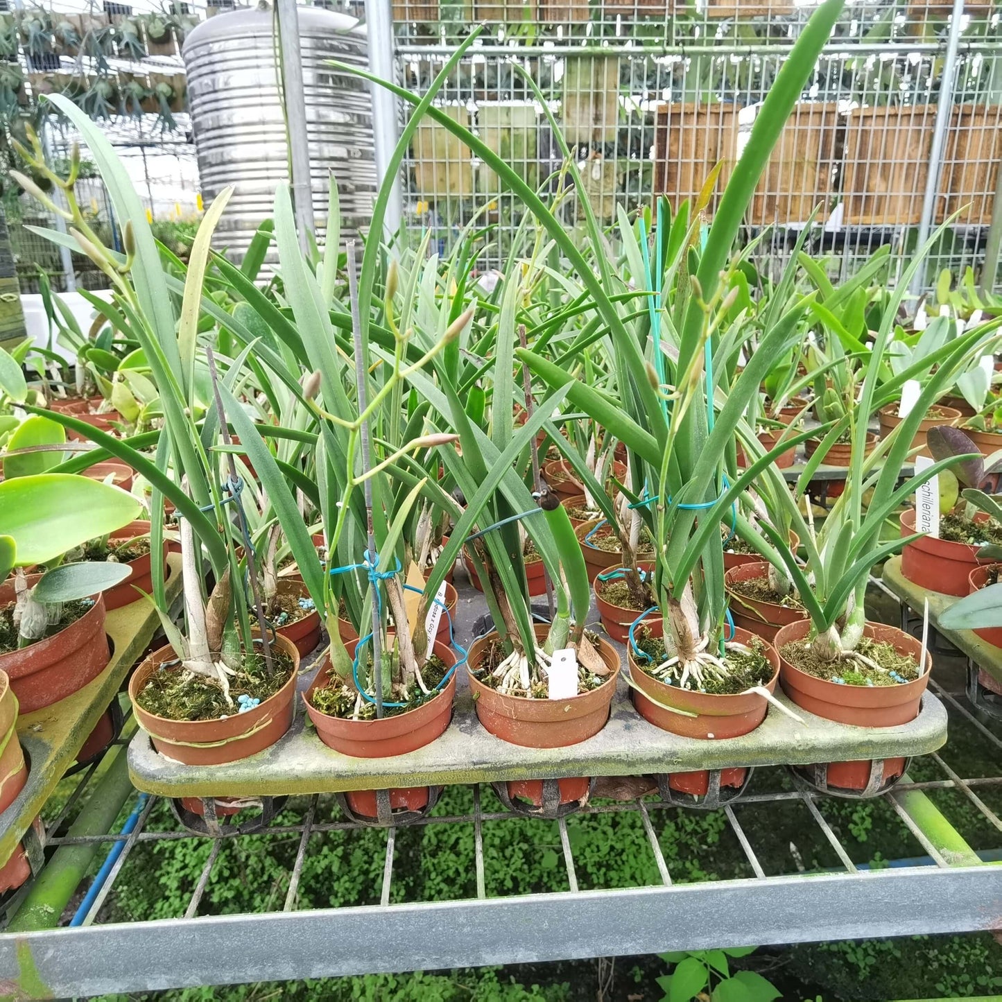 Brassavola nodosa × Gomesa (Kyoguchi × aromatica)