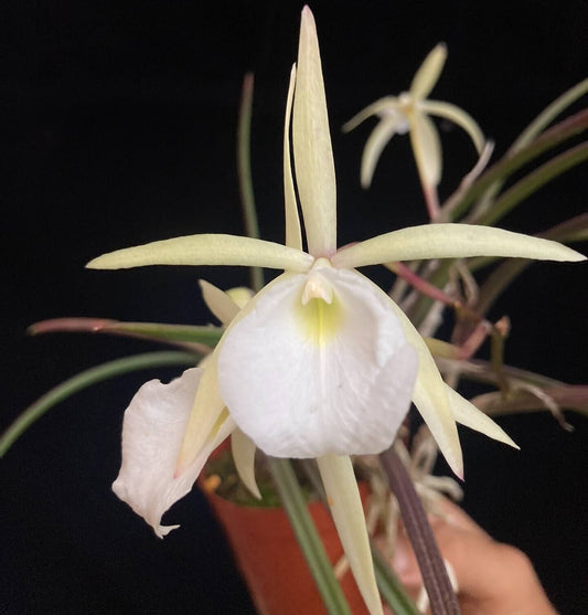 Brassavola perrinii is native to South America and typically grows as an epiphyte in montane habitats at elevations of approximately 1,980 m to 2,580 m, making it cooler‑growing compared to many other Brassavola species. The plant features pendulous, terete stems with a single narrow, whiplike leaf at each growth apex.