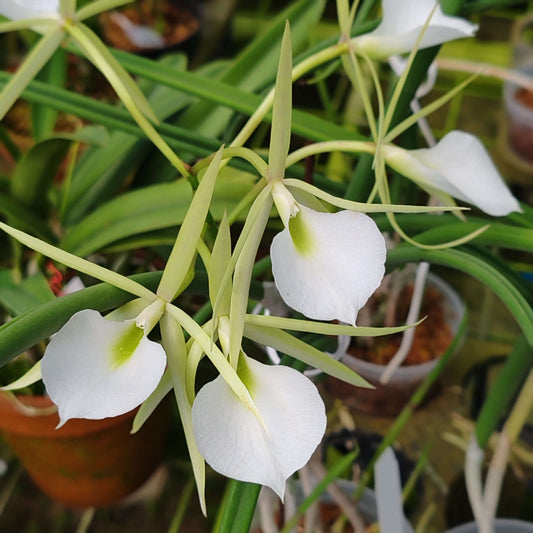 Brassavola subulifolia (syn. Brassavola cordata) is a species of epiphytic orchid in the Brassavola genus, commonly called the Heart‑Lipped Brassavola. It is endemic to Jamaica and grows on trees in warm, lowland habitats.