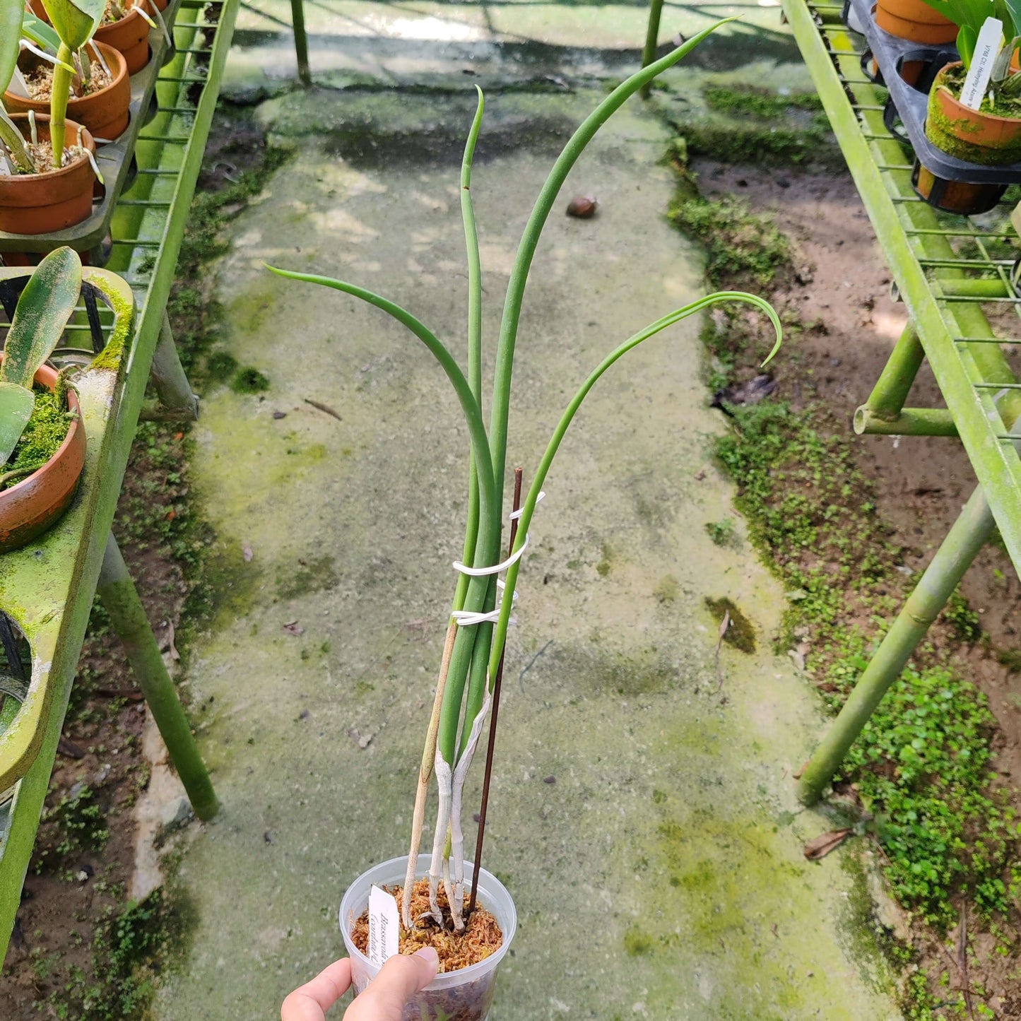 Brassavola subulifolia (syn. Brassavola cordata) is a species of epiphytic orchid in the Brassavola genus, commonly called the Heart‑Lipped Brassavola. It is endemic to Jamaica and grows on trees in warm, lowland habitats.
