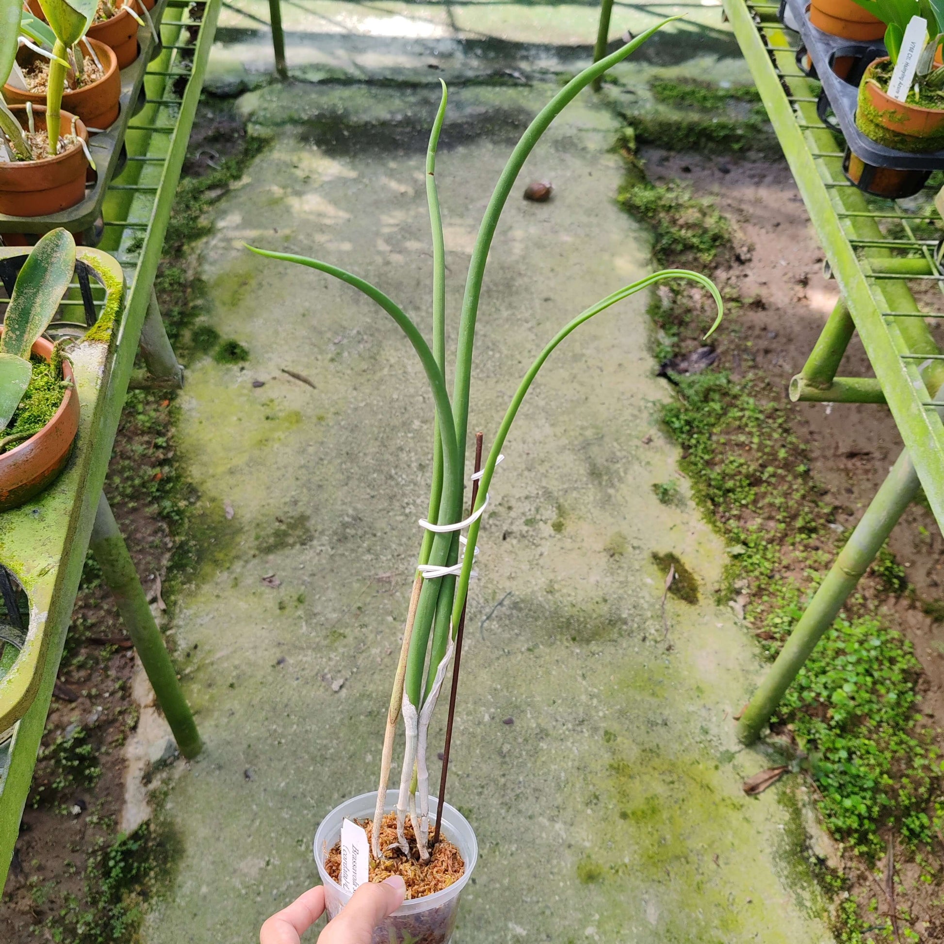 Brassavola subulifolia (syn. Brassavola cordata) is a species of epiphytic orchid in the Brassavola genus, commonly called the Heart‑Lipped Brassavola. It is endemic to Jamaica and grows on trees in warm, lowland habitats.