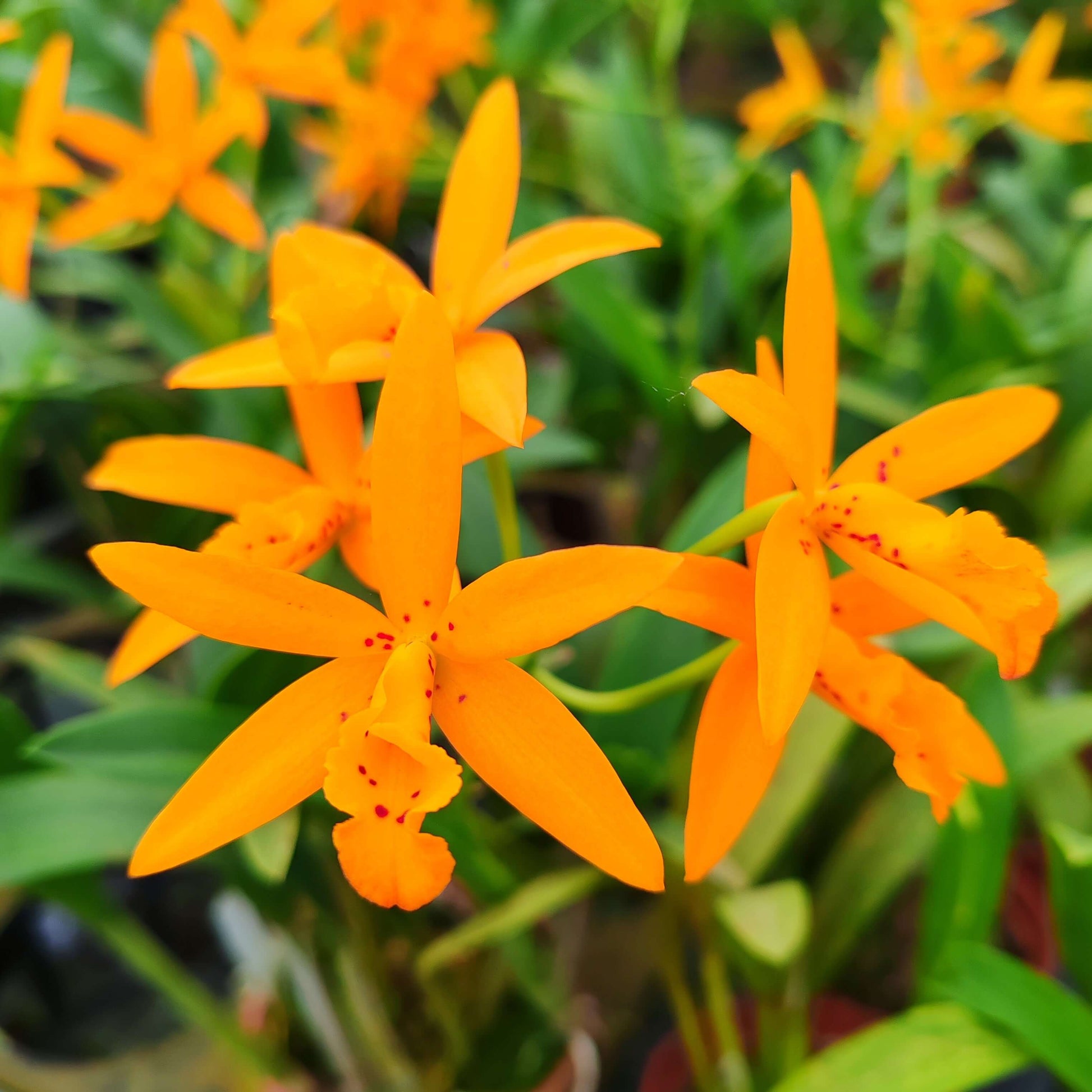 Brassocatanthe Sun Mei Gold is a hybrid resulting from a cross between Bc. Richard Mueller × Ctt. Sun Mei Star. Due to its parentage, this orchid combines traits from Brassocattleya and Cattlianthe ancestors, producing rich Cattleya-alliance flower forms with the added influence of fragrance associated with Brassavola heritage.
