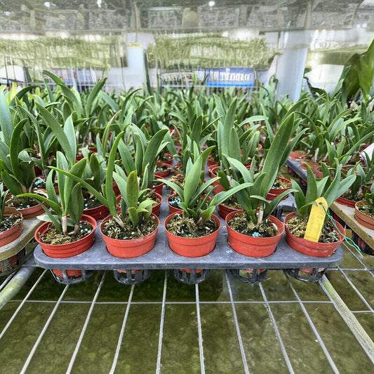 Brassocatanthe Taiwan Chameleon (abbreviated Bct. Taiwan Chameleon) is an intergeneric orchid hybrid in the Brassocatanthe group. This hybrid combines genetics from multiple orchid lineages to produce attractive, cattleya-type flowers. Its seed parent is Brassocatanthe Mickey’s Freckles and its pollen parent is Brassanthe Maikai.