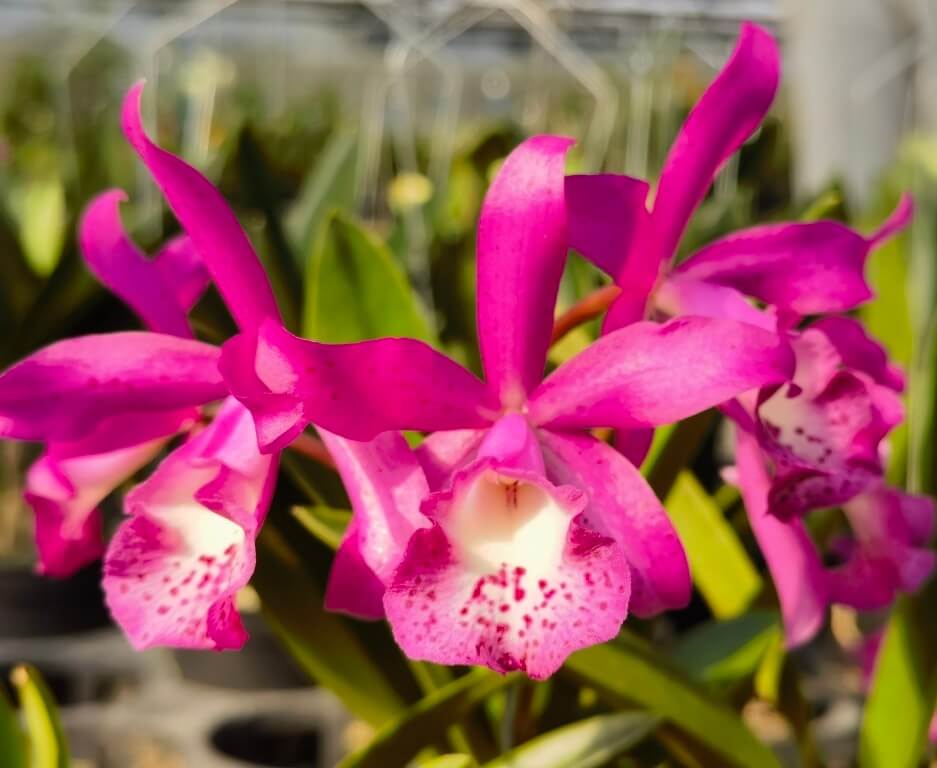 Brassocatanthe Taiwan Mermaid (abbreviated Bct. Taiwan Mermaid) is a Cattleya-alliance intergeneric hybrid resulting from a cross between Brassanthe Maikai × Cattleya Thospol Spot. Through Brassanthe Maikai, this hybrid inherits genetic influence from Brassavola nodosa, while Cattleya Thospol Spot contributes classic Cattleya floral characteristics, together producing a showy orchid that reflects the combined traits of its diverse lineage.