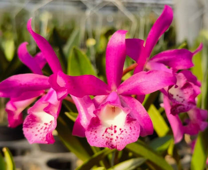 Brassocatanthe Taiwan Mermaid (abbreviated Bct. Taiwan Mermaid) is a Cattleya-alliance intergeneric hybrid resulting from a cross between Brassanthe Maikai × Cattleya Thospol Spot. Through Brassanthe Maikai, this hybrid inherits genetic influence from Brassavola nodosa, while Cattleya Thospol Spot contributes classic Cattleya floral characteristics, together producing a showy orchid that reflects the combined traits of its diverse lineage.