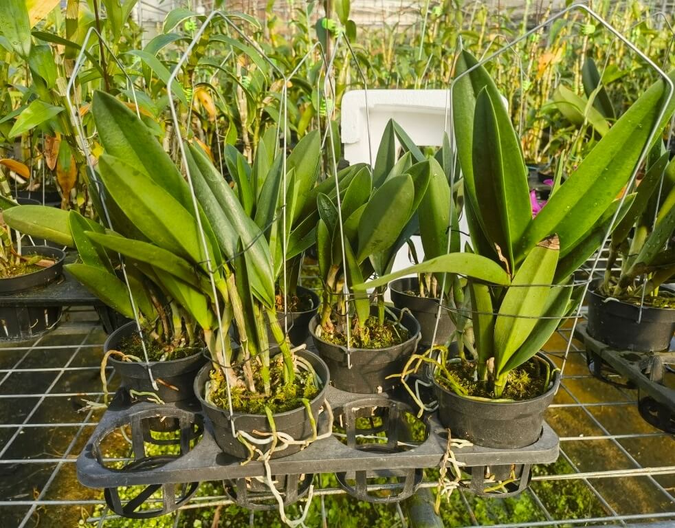 Brassocatanthe Taiwan Mermaid (abbreviated Bct. Taiwan Mermaid) is a Cattleya-alliance intergeneric hybrid resulting from a cross between Brassanthe Maikai × Cattleya Thospol Spot. Through Brassanthe Maikai, this hybrid inherits genetic influence from Brassavola nodosa, while Cattleya Thospol Spot contributes classic Cattleya floral characteristics, together producing a showy orchid that reflects the combined traits of its diverse lineage.