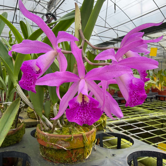 Brassocatanthe (Maikai × Star Ruby)