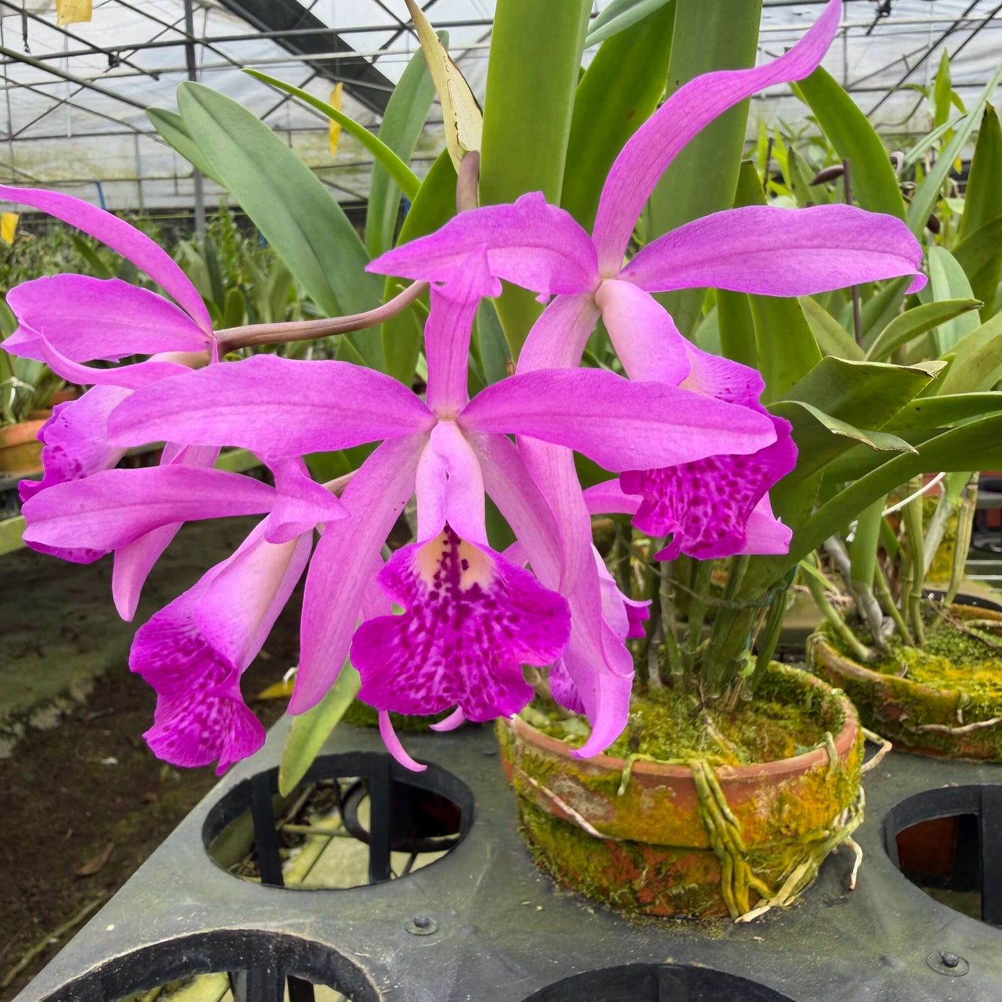 Brassocatanthe (Maikai × Star Ruby)