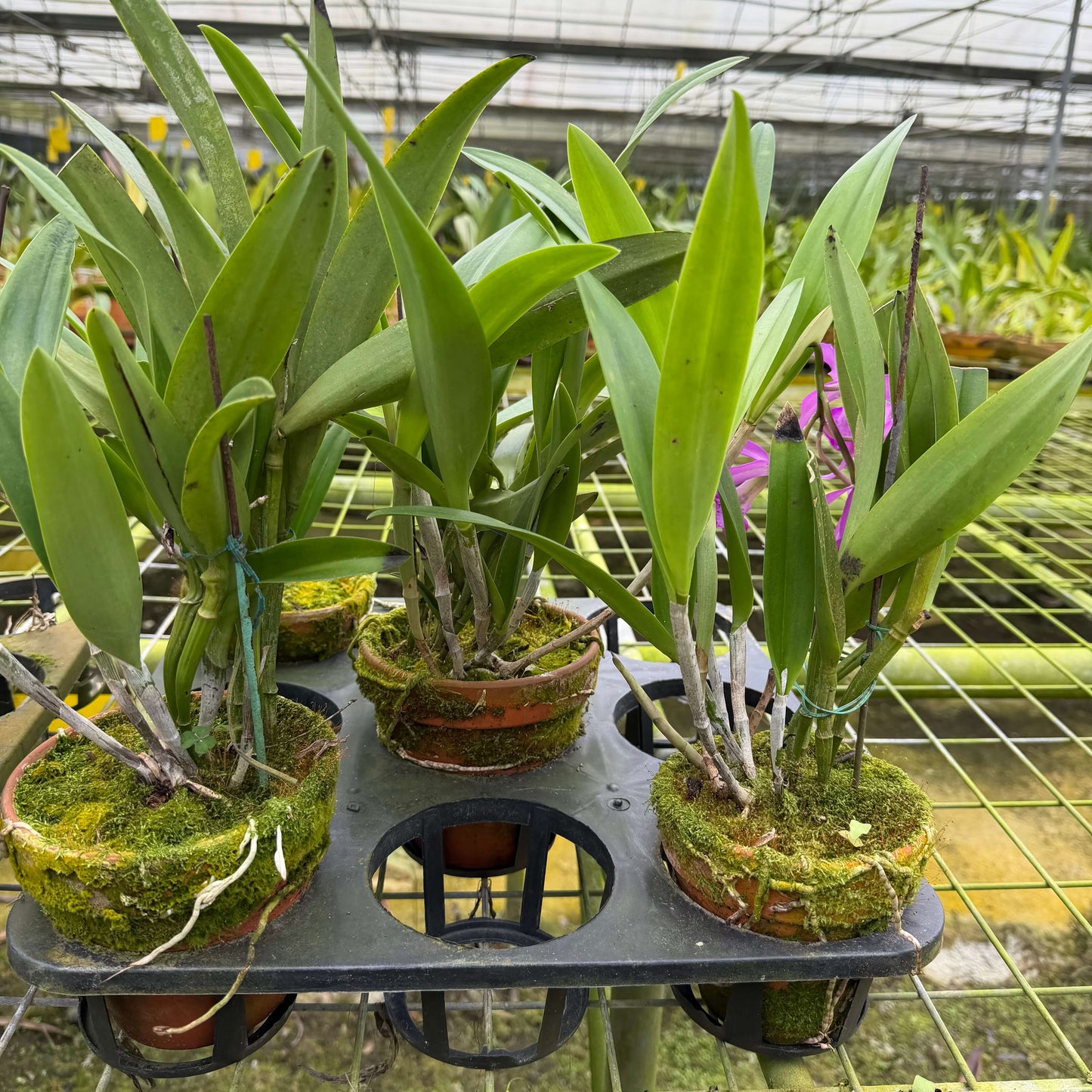 Brassocatanthe (Maikai × Star Ruby)