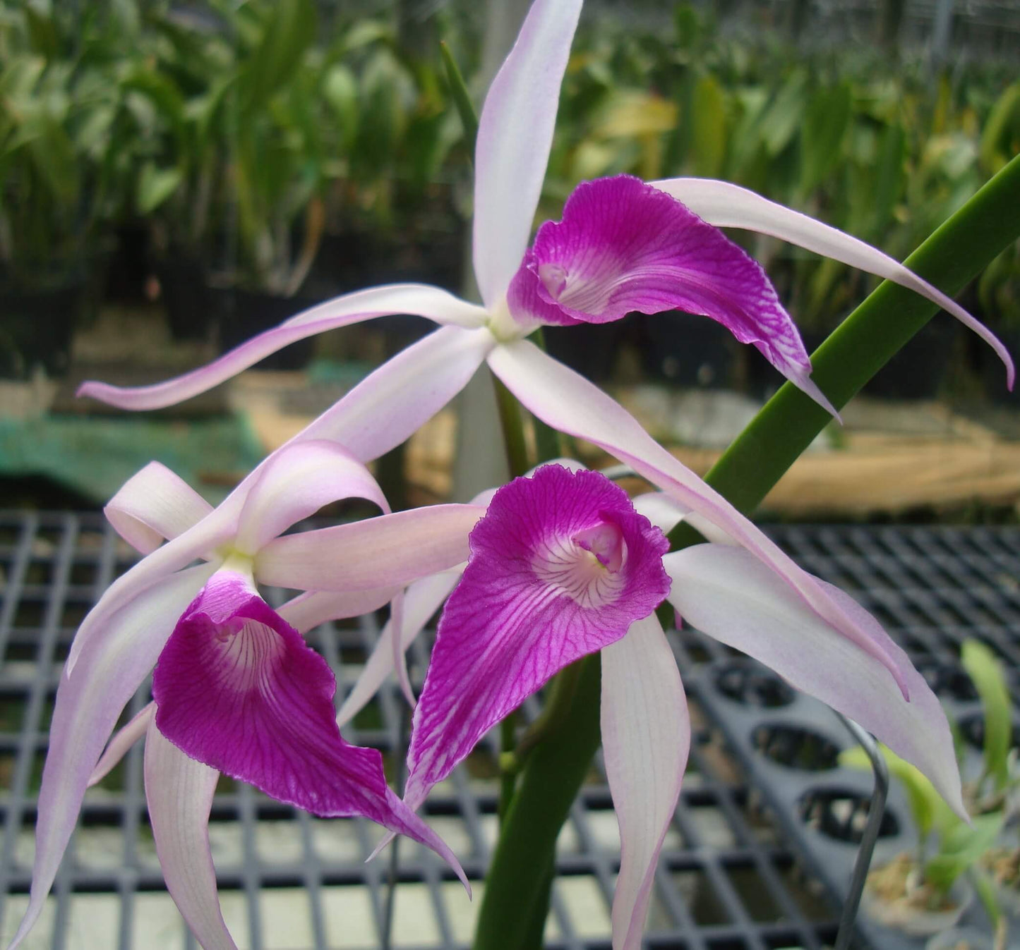 Brassocattleya Amethyst is an intergeneric orchid hybrid (genus Brassocattleya, abbreviated Bc.) that combines the elegant form and fragrance of Brassavola cucullata with the colorful flower traits of Laelia purpurata. It is a primary cross between two species and produces striking blooms often in purple or violet hues with a pleasant scent.