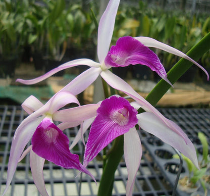 Brassocattleya Amethyst is an intergeneric orchid hybrid (genus Brassocattleya, abbreviated Bc.) that combines the elegant form and fragrance of Brassavola cucullata with the colorful flower traits of Laelia purpurata. It is a primary cross between two species and produces striking blooms often in purple or violet hues with a pleasant scent.