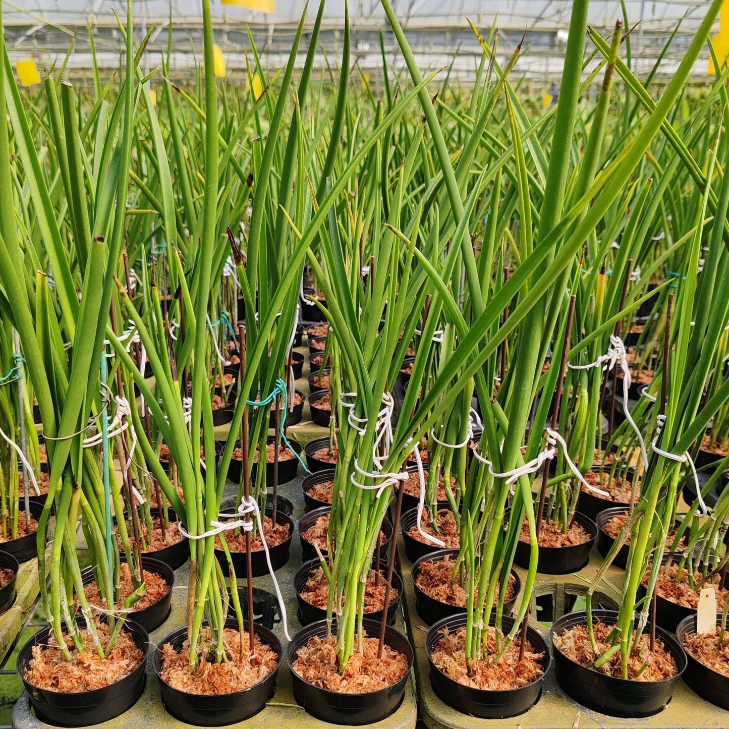 Brassocattleya Amethyst is an intergeneric orchid hybrid (genus Brassocattleya, abbreviated Bc.) that combines the elegant form and fragrance of Brassavola cucullata with the colorful flower traits of Laelia purpurata. It is a primary cross between two species and produces striking blooms often in purple or violet hues with a pleasant scent.