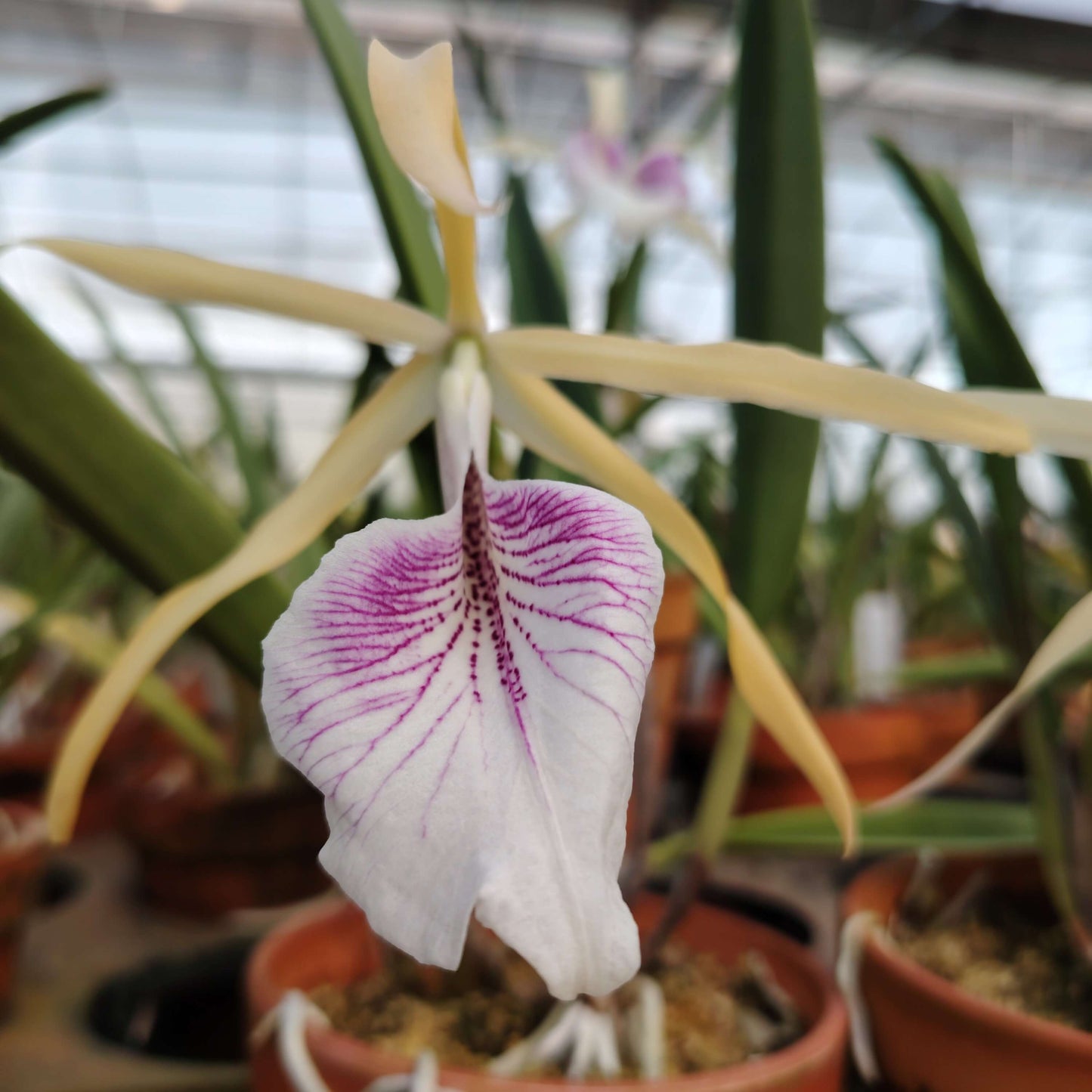 Brassocattleya Bessho is a Brassocattleya hybrid resulting from a cross between Cattleya tenebrosa (seed parent) and Brassavola nodosa (pollen parent). This orchid combines the large, showy flowers and classic Cattleya form of C. tenebrosa with the vigorous growth habit, star-shaped blooms, and light fragrance typical of B. nodosa. The hybrid produces striking, epiphytic blooms that reflect the distinctive traits of both parent species, making it a popular choice among Cattleya-alliance enthusiasts.
