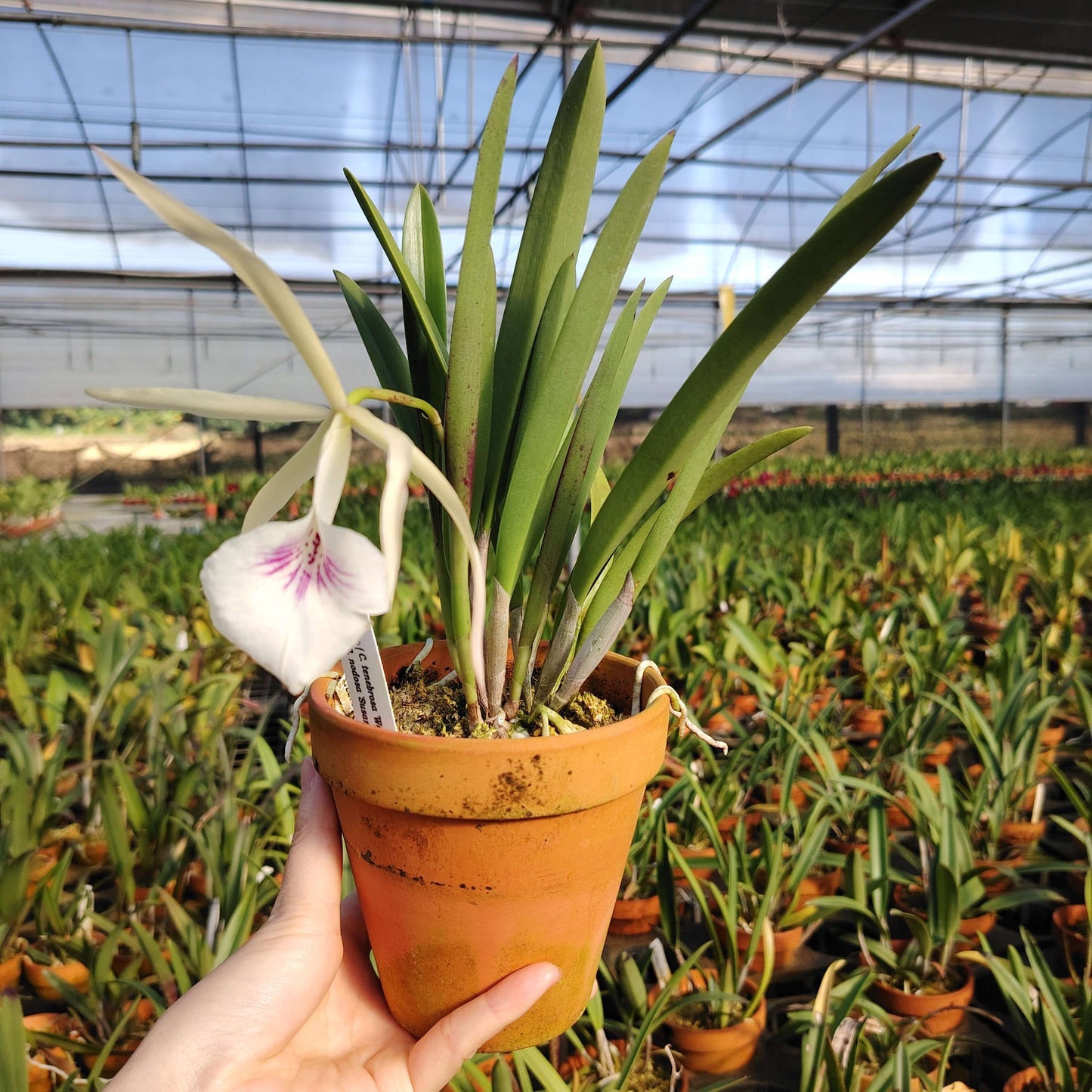 Brassocattleya Bessho is a Brassocattleya hybrid resulting from a cross between Cattleya tenebrosa (seed parent) and Brassavola nodosa (pollen parent). This orchid combines the large, showy flowers and classic Cattleya form of C. tenebrosa with the vigorous growth habit, star-shaped blooms, and light fragrance typical of B. nodosa. The hybrid produces striking, epiphytic blooms that reflect the distinctive traits of both parent species, making it a popular choice among Cattleya-alliance enthusiasts.
