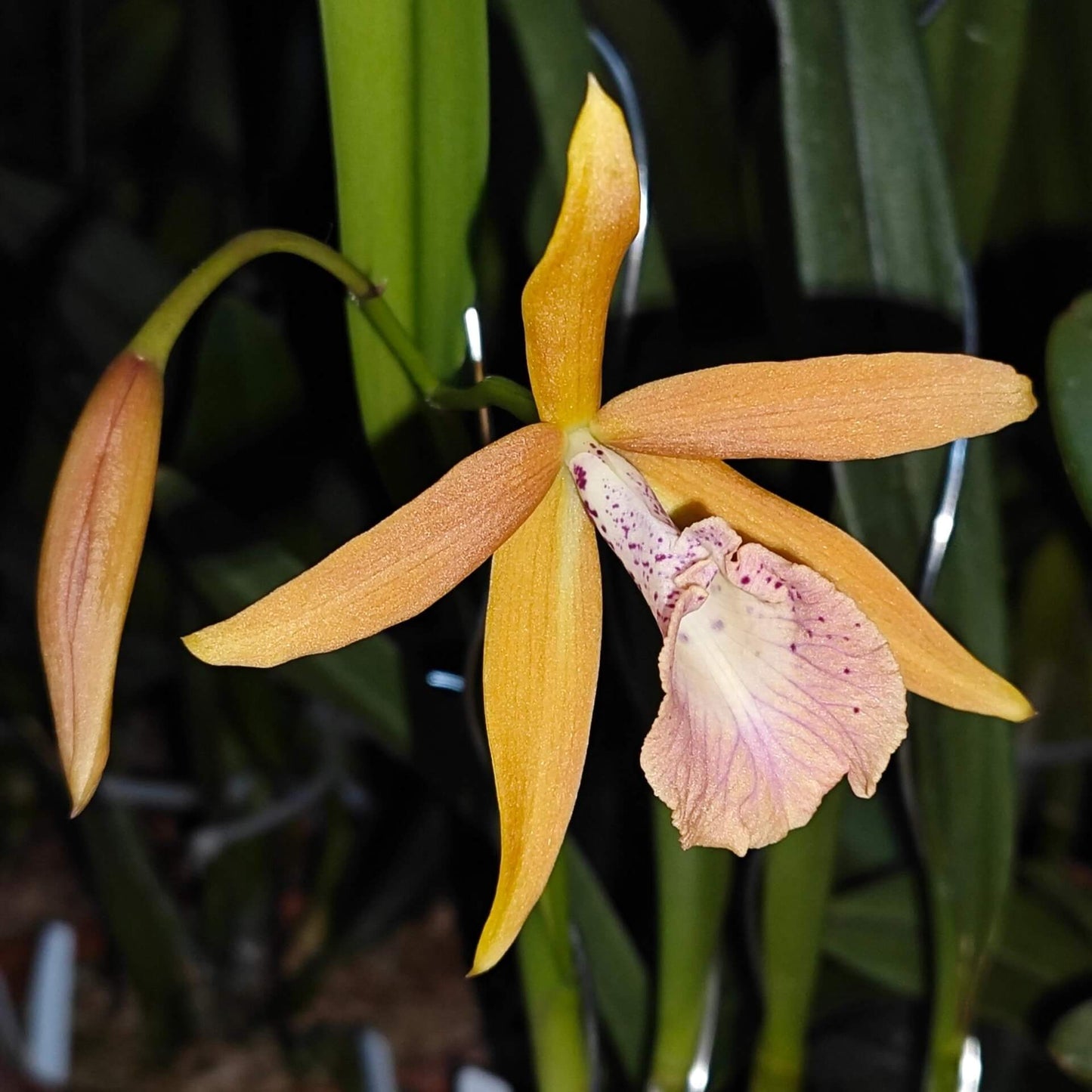 Brassocattleya Golden Glory ‘Apollo’ SM/TOGA is a cultivated orchid in the Brassocattleya group, produced from a cross of Brassocattleya Richard Mueller × Cattleya tenebrosa. The flowers are known for their large size (~7 cm) and striking golden yellow color with persimmon orange highlights, often featuring a magenta‑veined trumpet‑shaped lip.