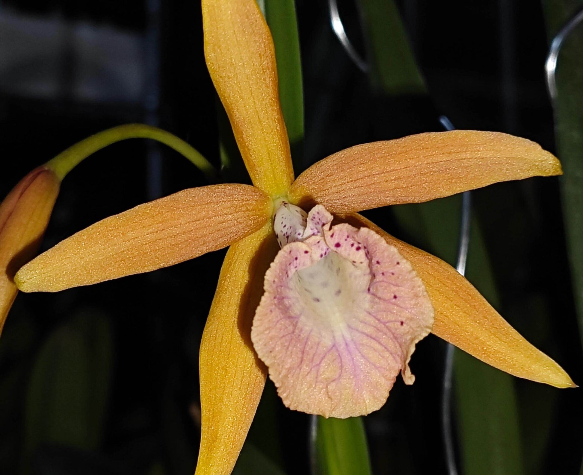 Brassocattleya Golden Glory ‘Apollo’ SM/TOGA is a cultivated orchid in the Brassocattleya group, produced from a cross of Brassocattleya Richard Mueller × Cattleya tenebrosa. The flowers are known for their large size (~7 cm) and striking golden yellow color with persimmon orange highlights, often featuring a magenta‑veined trumpet‑shaped lip.