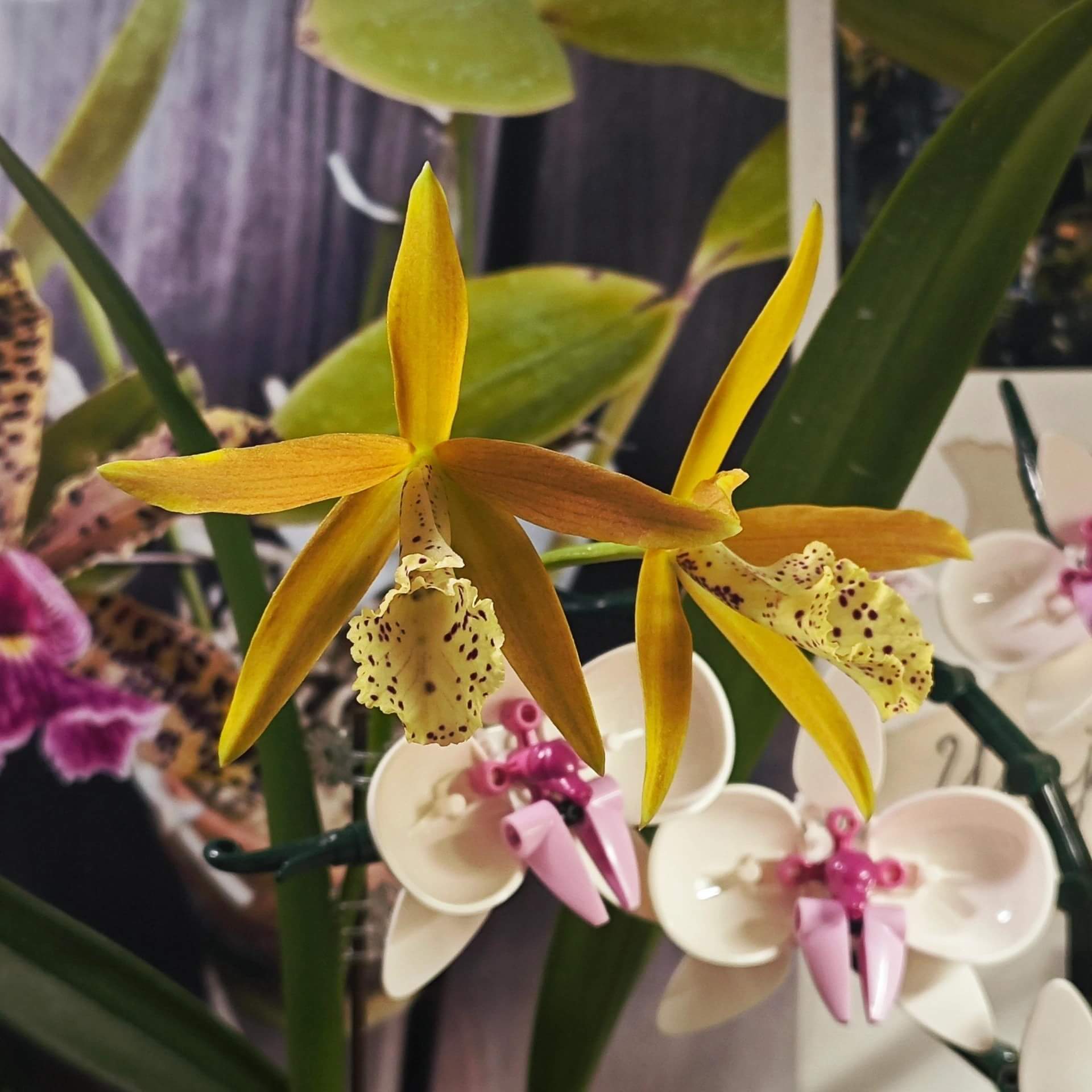 Brassocattleya Golden Glory ‘Apollo’ SM/TOGA is a cultivated orchid in the Brassocattleya group, produced from a cross of Brassocattleya Richard Mueller × Cattleya tenebrosa. The flowers are known for their large size (~7 cm) and striking golden yellow color with persimmon orange highlights, often featuring a magenta‑veined trumpet‑shaped lip.