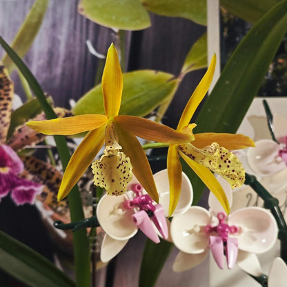 Brassocattleya Golden Glory ‘Apollo’ SM/TOGA is a cultivated orchid in the Brassocattleya group, produced from a cross of Brassocattleya Richard Mueller × Cattleya tenebrosa. The flowers are known for their large size (~7 cm) and striking golden yellow color with persimmon orange highlights, often featuring a magenta‑veined trumpet‑shaped lip.