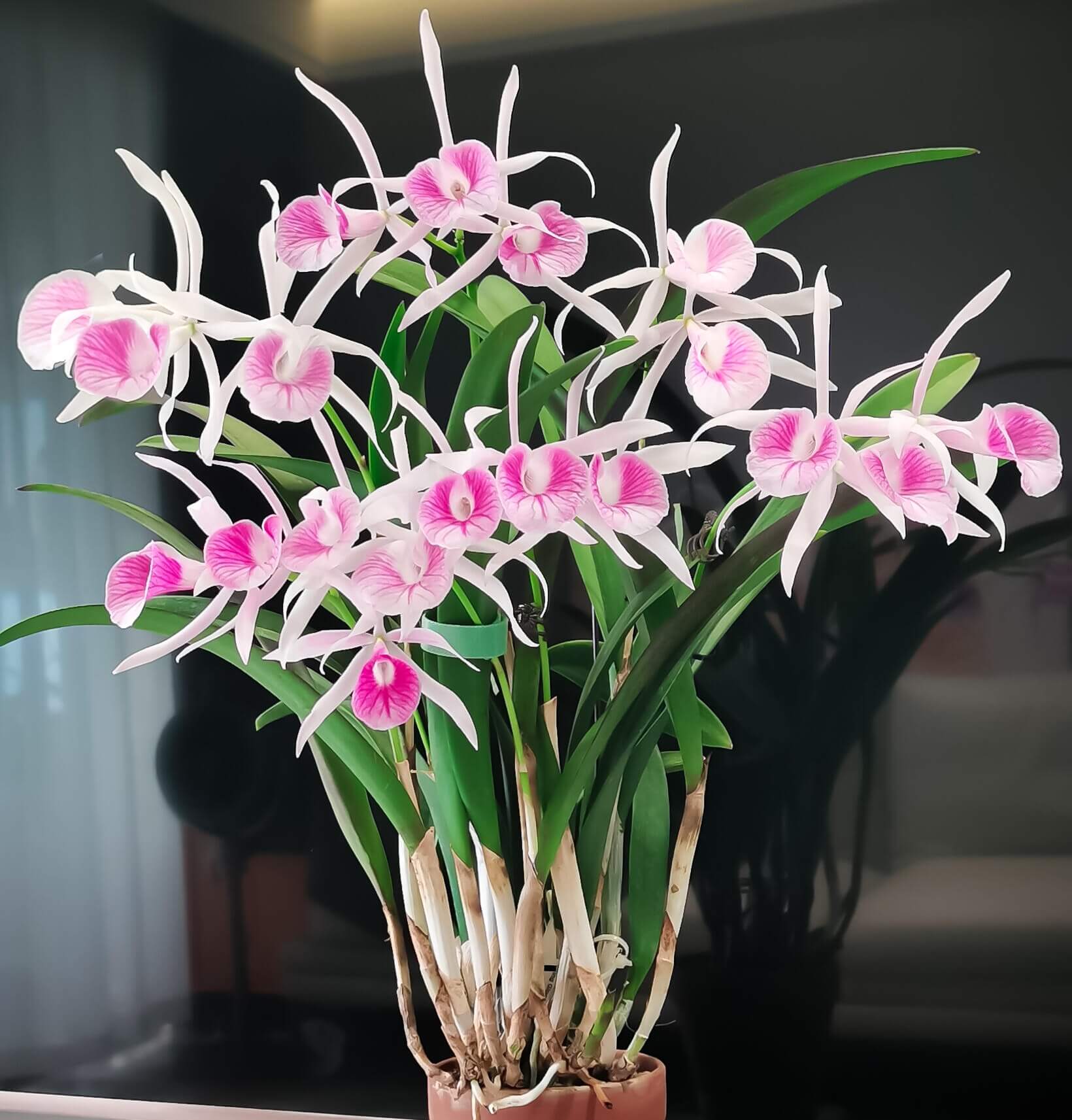 Brassocattleya Morning Glory is a classic Brassocattleya hybrid orchid, created by crossing Brassavola nodosa with Cattleya purpurata.