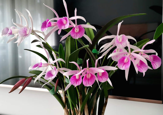 Brassocattleya Morning Glory is a classic Brassocattleya hybrid orchid, created by crossing Brassavola nodosa with Cattleya purpurata.