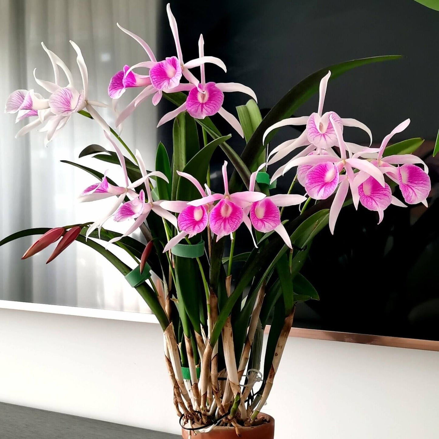 Brassocattleya Morning Glory is a classic Brassocattleya hybrid orchid, created by crossing Brassavola nodosa with Cattleya purpurata.