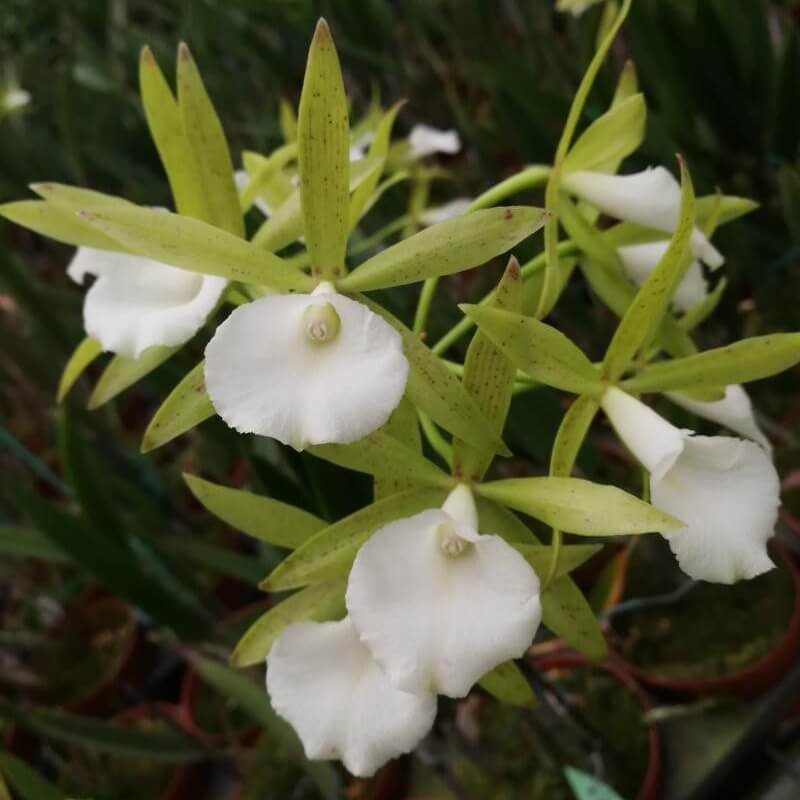 Brassocattleya Ploenpit Star (often abbreviated Bc. Ploenpit Star) is an intergeneric orchid hybrid in the Brassocattleya group, combining genetics from Brassavola and Cattleya to produce elegant, star‑shaped blooms with notable fragrance.