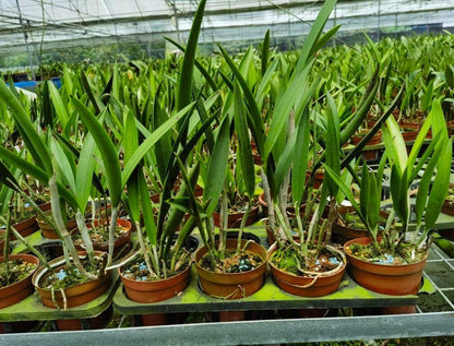 Brassocattleya Ploenpit Star (often abbreviated Bc. Ploenpit Star) is an intergeneric orchid hybrid in the Brassocattleya group, combining genetics from Brassavola and Cattleya to produce elegant, star‑shaped blooms with notable fragrance.