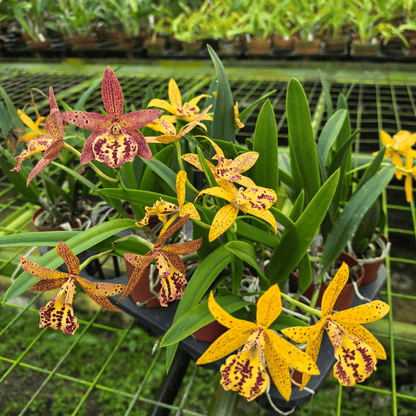 Brassocattleya Rustic Spots ‘H&R’ is a Cattleya-alliance intergeneric hybrid resulting from a cross between Bc. Richard Mueller × Cattleya Landate. This orchid is noted for its striking spotted flowers, typically displaying a butterscotch to deep yellow background accented with wine-red spots or irregular squiggles.