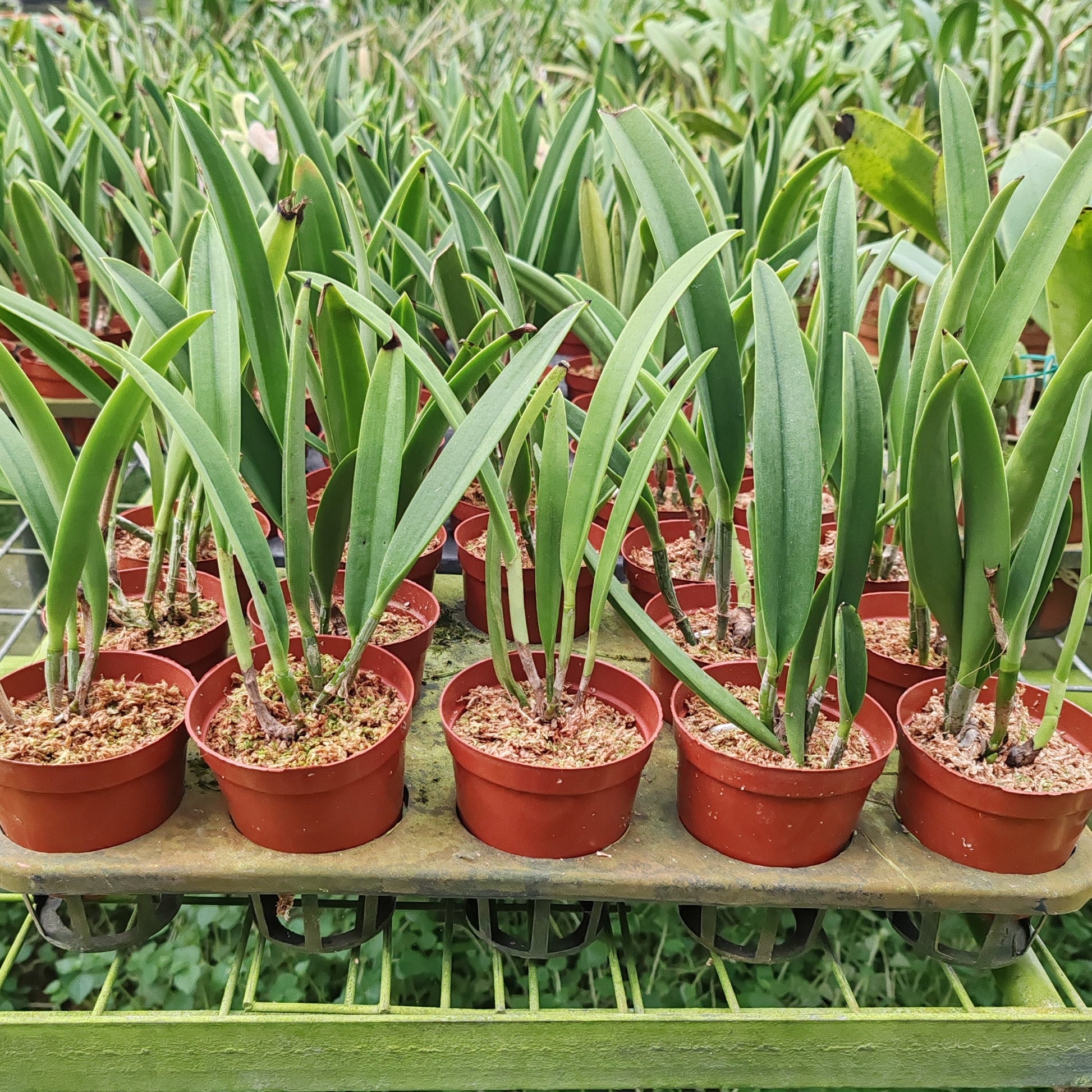 Brassocattleya Saint André (abbreviated Bc. Saint André) is a primary hybrid in the Cattleya alliance resulting from a cross between Brassavola nodosa × Cattleya dowiana. As a hybrid derived directly from two species, it combines the vigorous growth habit and star-shaped floral influence of B. nodosa with the rich coloration and classic Cattleya flower form of C. dowiana, producing striking and elegant blooms characteristic of Brassocattleya hybrids.