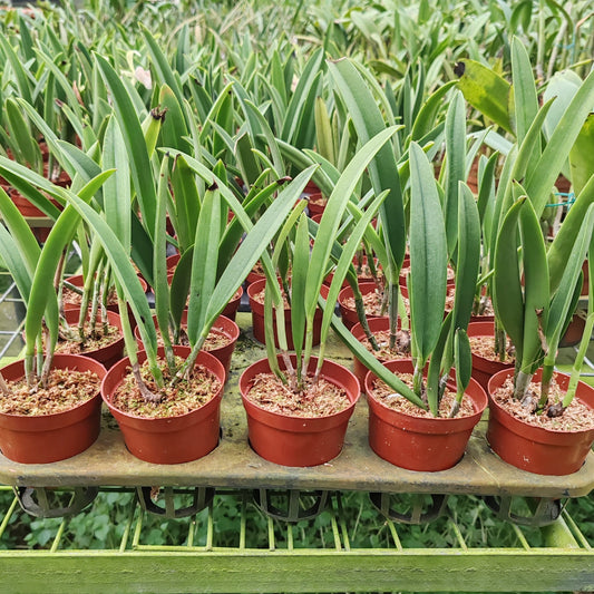 Brassocattleya Saint André (abbreviated Bc. Saint André) is a primary hybrid in the Cattleya alliance resulting from a cross between Brassavola nodosa × Cattleya dowiana. As a hybrid derived directly from two species, it combines the vigorous growth habit and star-shaped floral influence of B. nodosa with the rich coloration and classic Cattleya flower form of C. dowiana, producing striking and elegant blooms characteristic of Brassocattleya hybrids.
