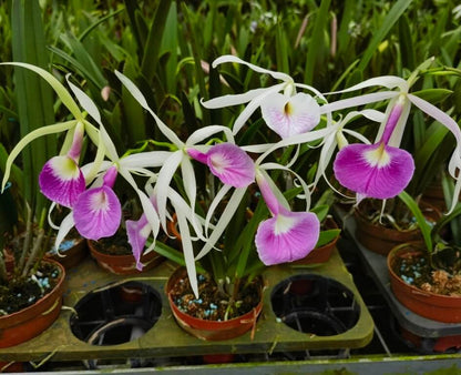 Parentage: Seed parent: Brassavola nodosa Pollen parent: Cattleya ‘C. G. Roebling’ Ancestral breakdown: Brassavola nodosa contributes about 50 % of the bloodline Cattleya gaskelliana contributes about 25 % Cattleya purpurata contributes about 25 %