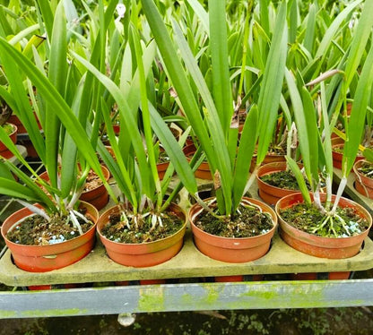 Parentage: Seed parent: Brassavola nodosa Pollen parent: Cattleya ‘C. G. Roebling’ Ancestral breakdown: Brassavola nodosa contributes about 50 % of the bloodline Cattleya gaskelliana contributes about 25 % Cattleya purpurata contributes about 25 %