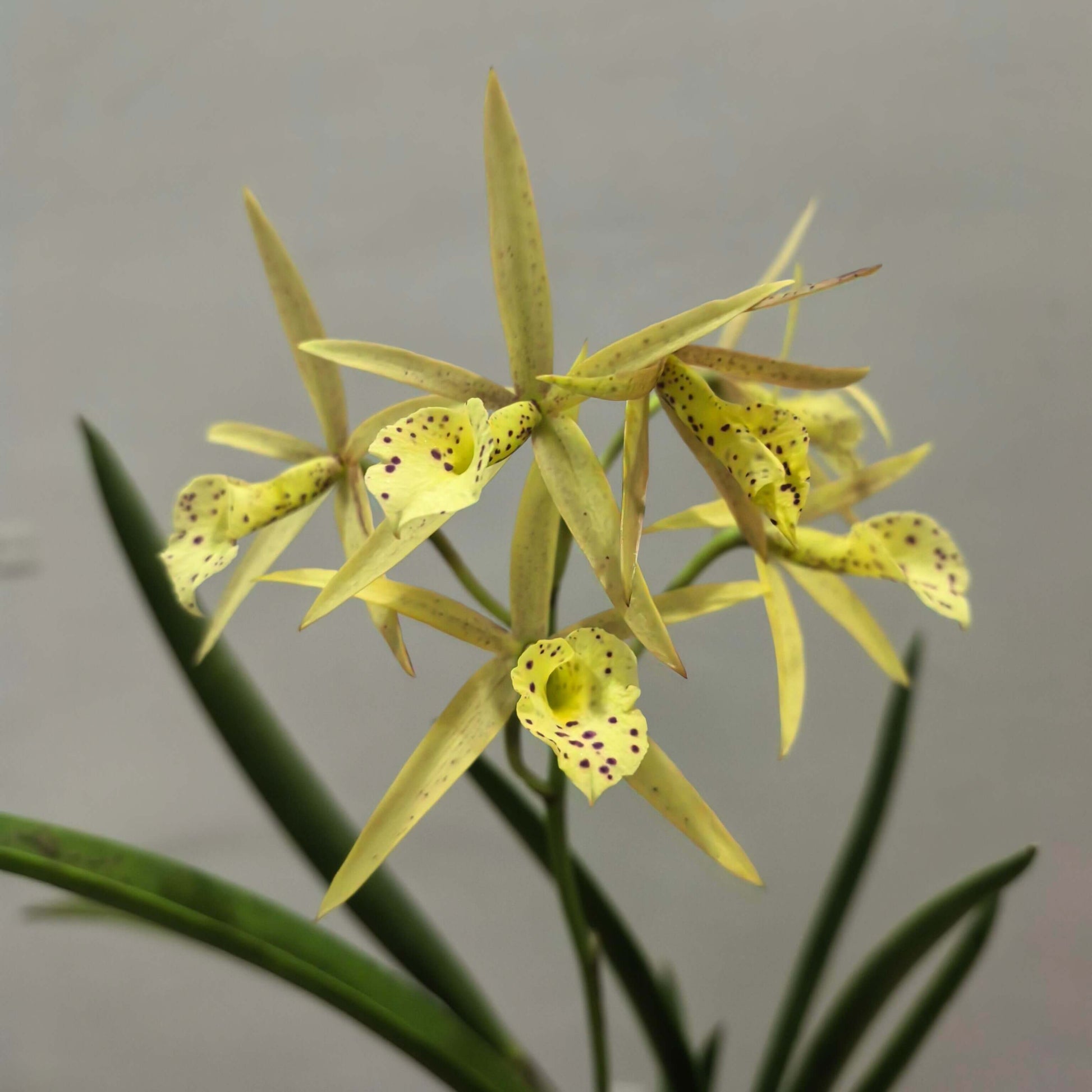 Brassocattleya Yellow Bird (abbreviated Bc. Yellow Bird) is a classic intergeneric orchid hybrid between Brassavola nodosa and Brassocattleya Richard Mueller, originating in 1990 and widely appreciated for its bright star-shaped blooms and attractive form. It typically produces vibrant yellow flowers—sometimes with red speckles on the lip—that may start with a blush or peach tone and deepen to golden yellow as they mature.
