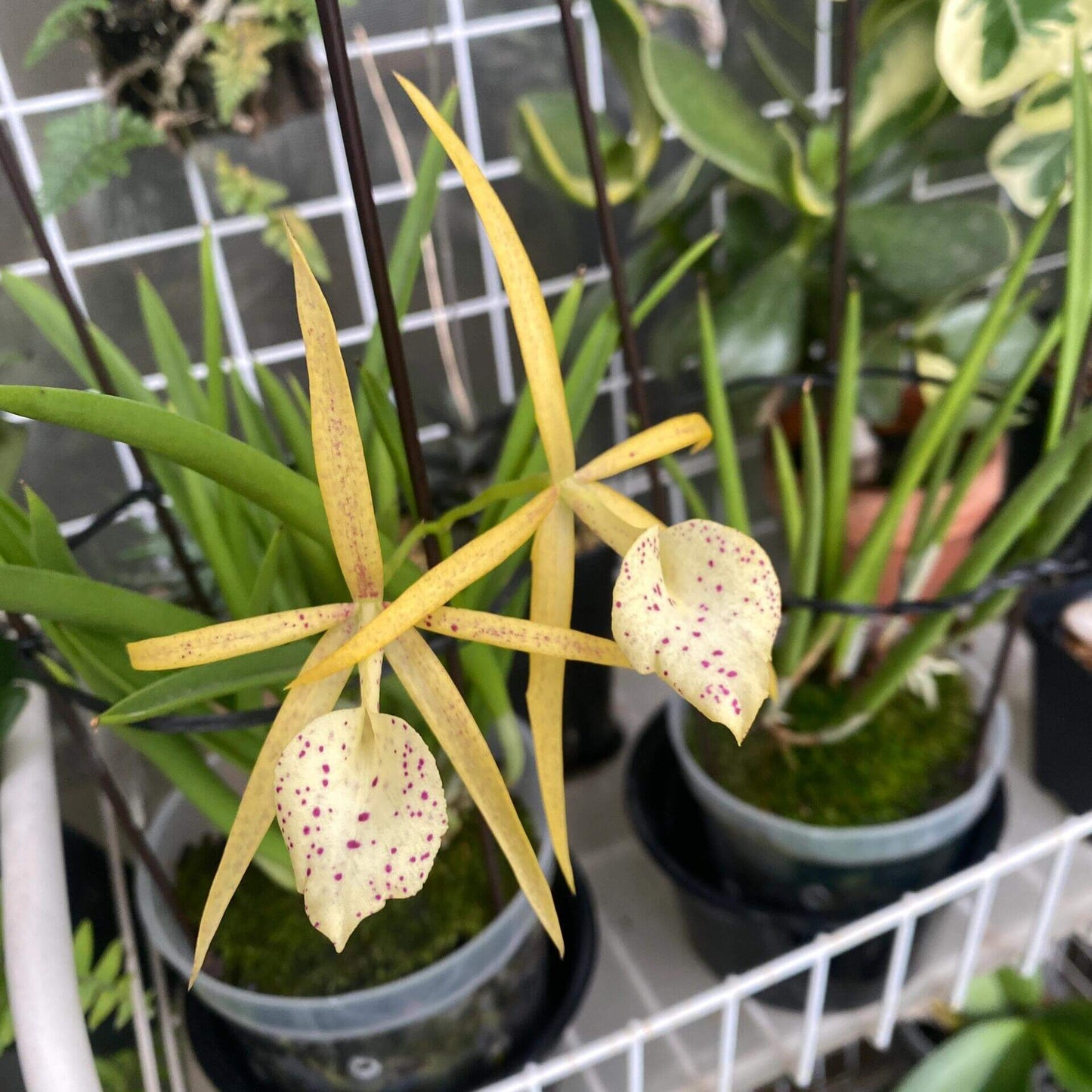 Brassocattleya Yellow Bird (abbreviated Bc. Yellow Bird) is a classic intergeneric orchid hybrid between Brassavola nodosa and Brassocattleya Richard Mueller, originating in 1990 and widely appreciated for its bright star-shaped blooms and attractive form. It typically produces vibrant yellow flowers—sometimes with red speckles on the lip—that may start with a blush or peach tone and deepen to golden yellow as they mature.