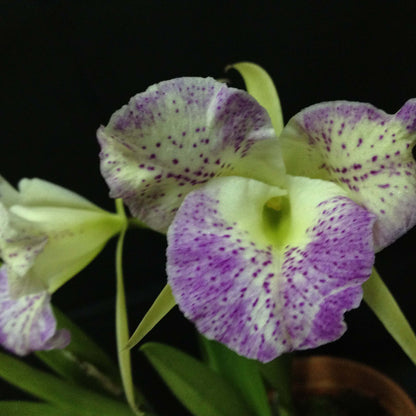 Brassocattleya (Cattleya Moscombe × Brassavola nodosa)